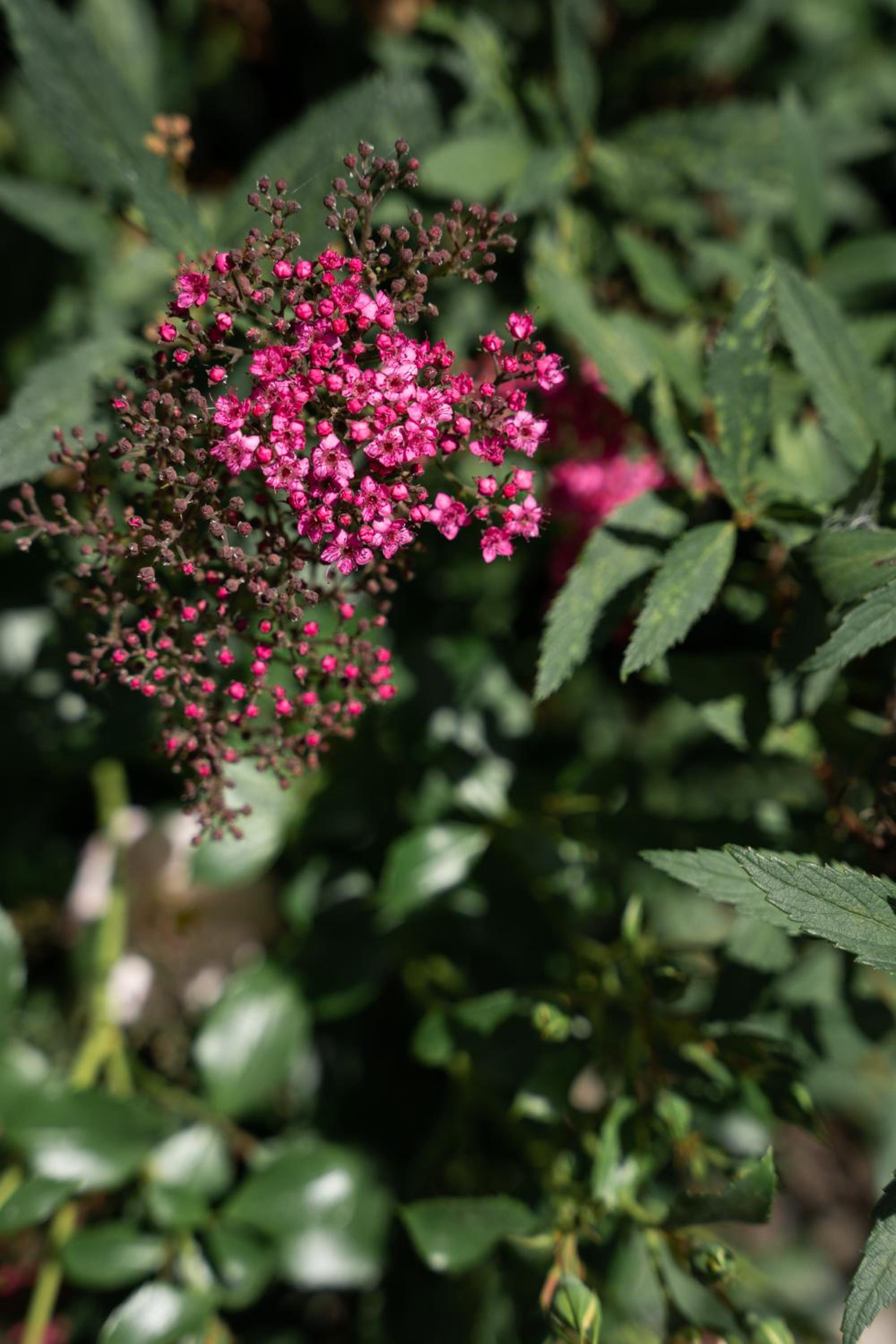 Photo 45