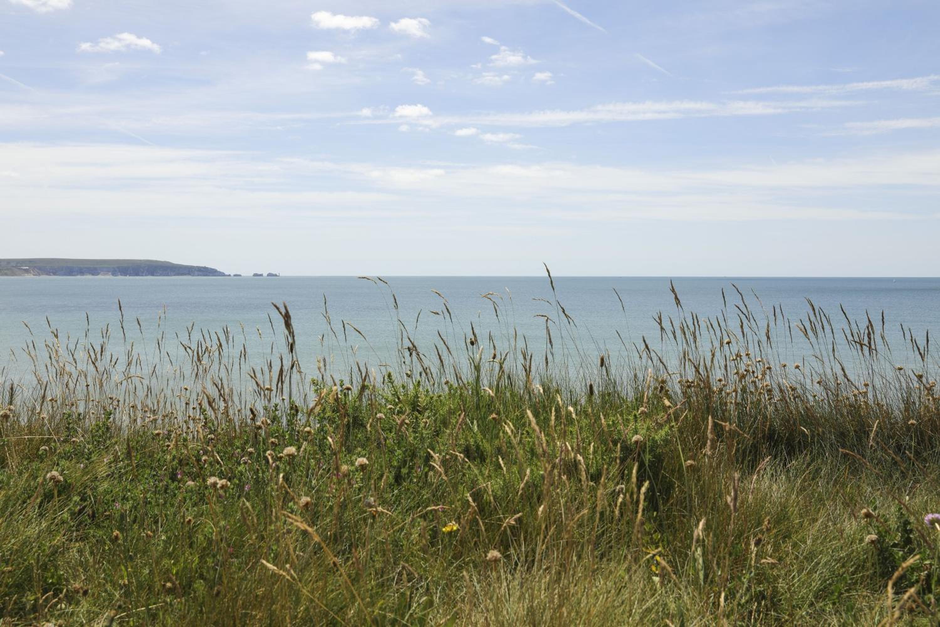 Needles Point