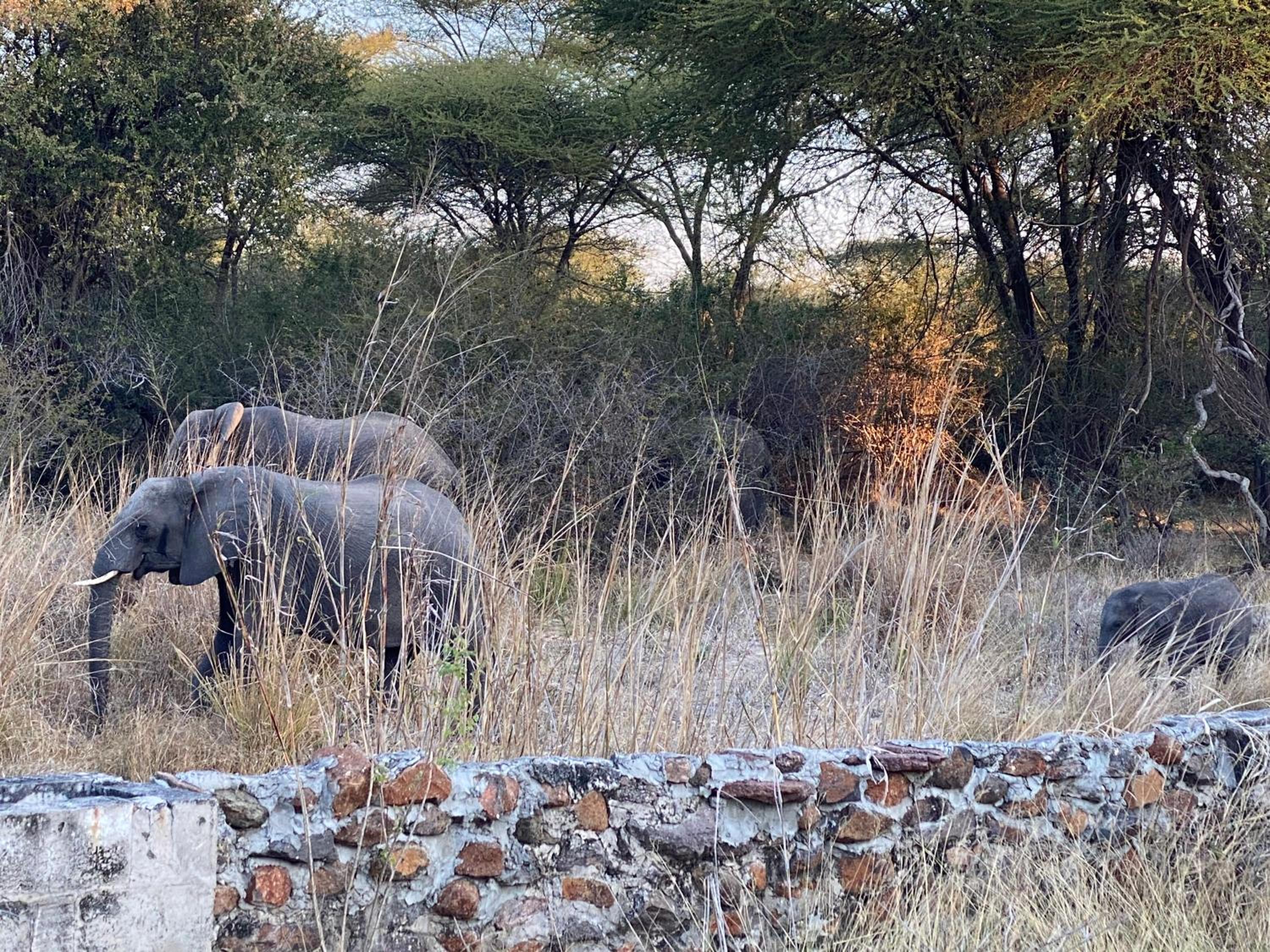Big 5 Toro Lodge