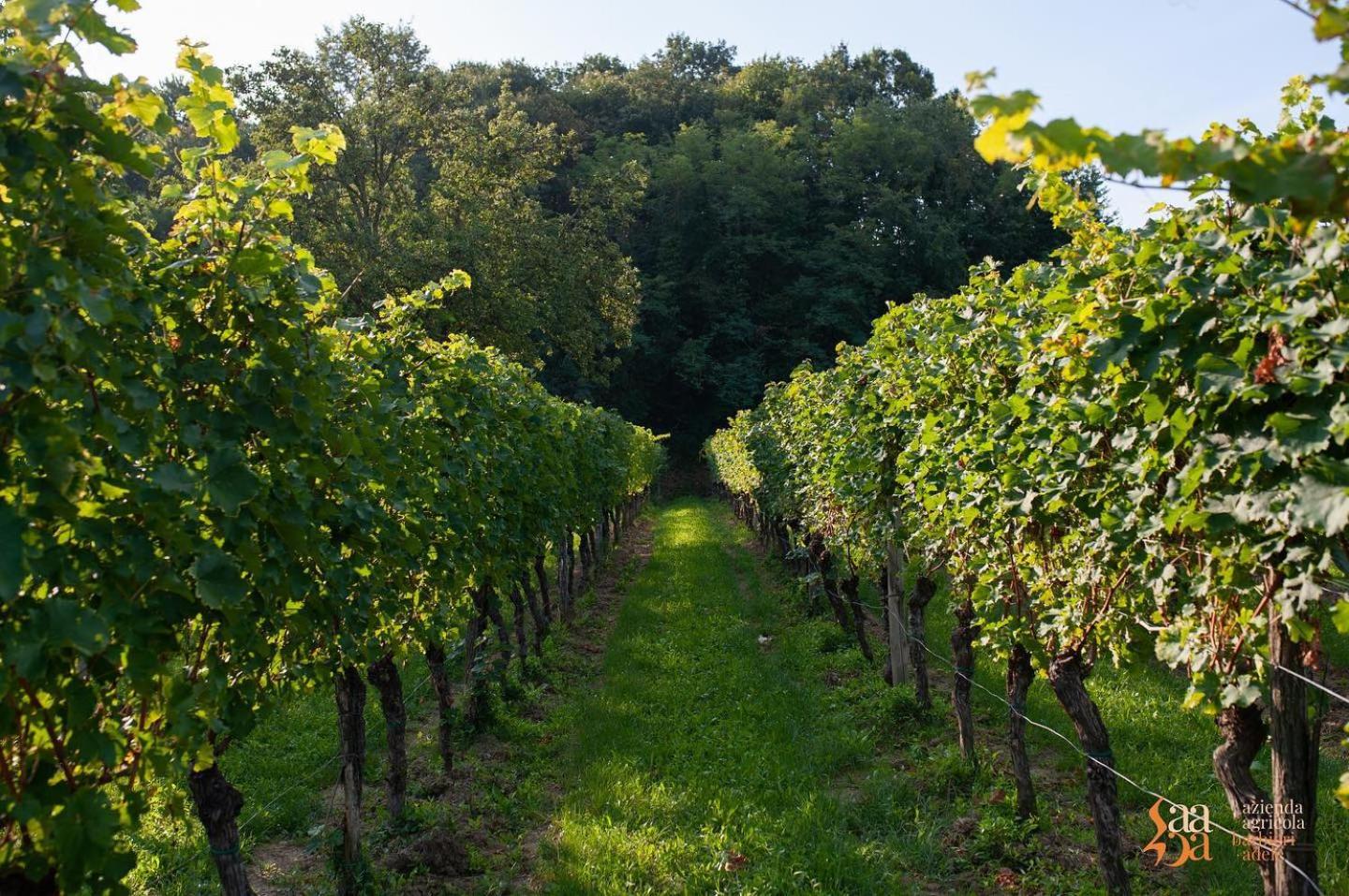 Tenuta Della Casa Wine & Rooms - La Pausa del Collio, photo 15