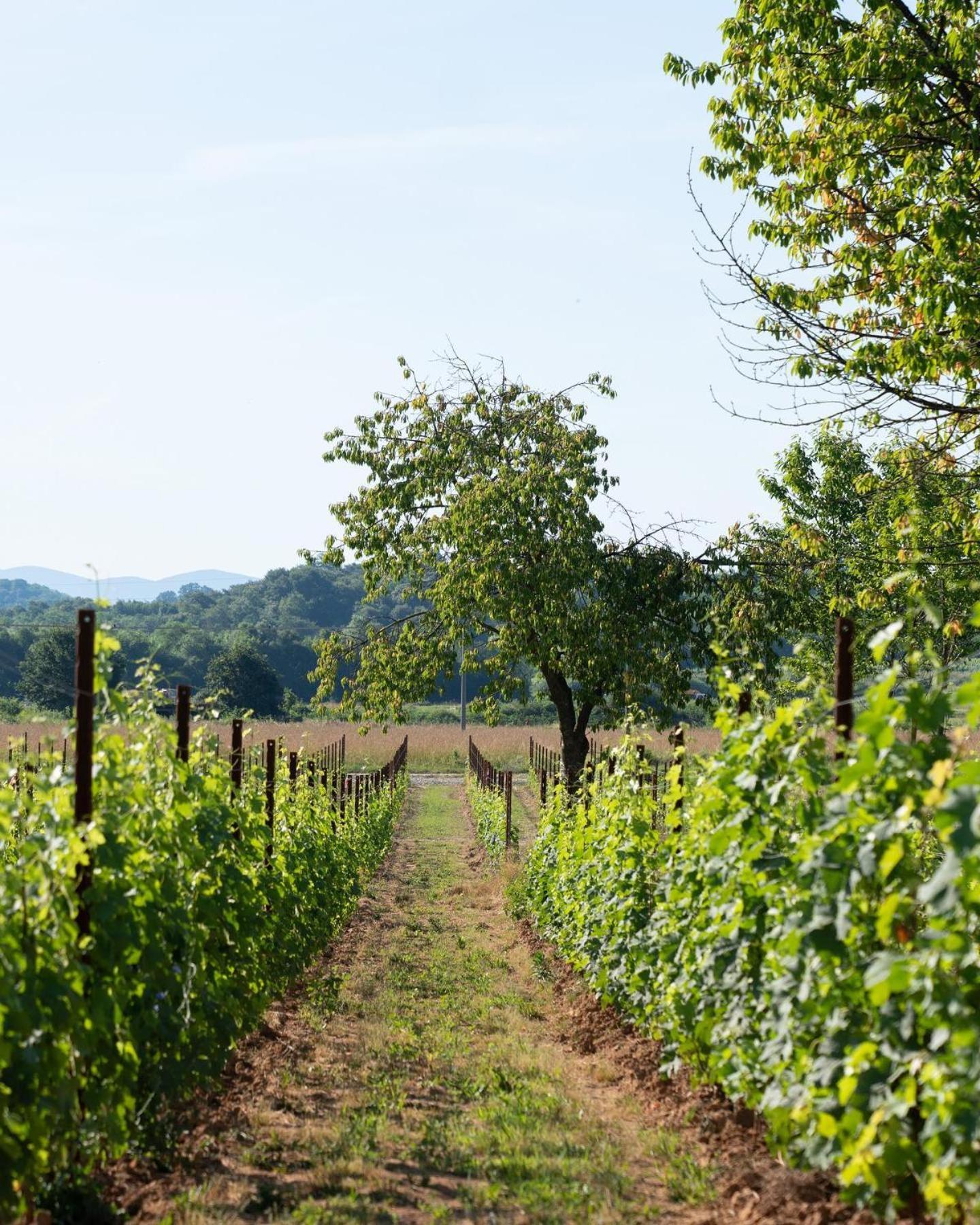 Tenuta Della Casa Wine & Rooms - La Pausa del Collio, photo 16