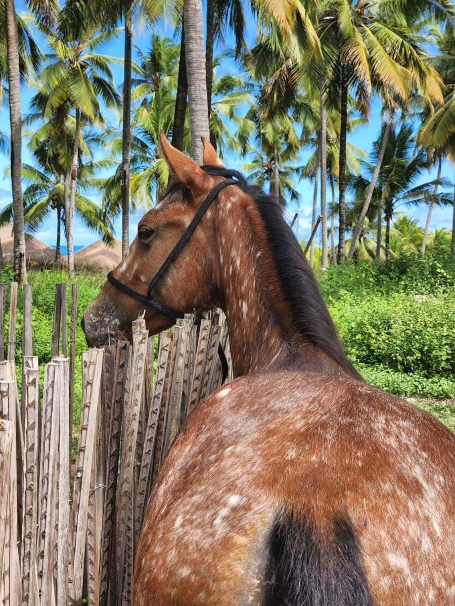 Coco Pontall Bangalôs