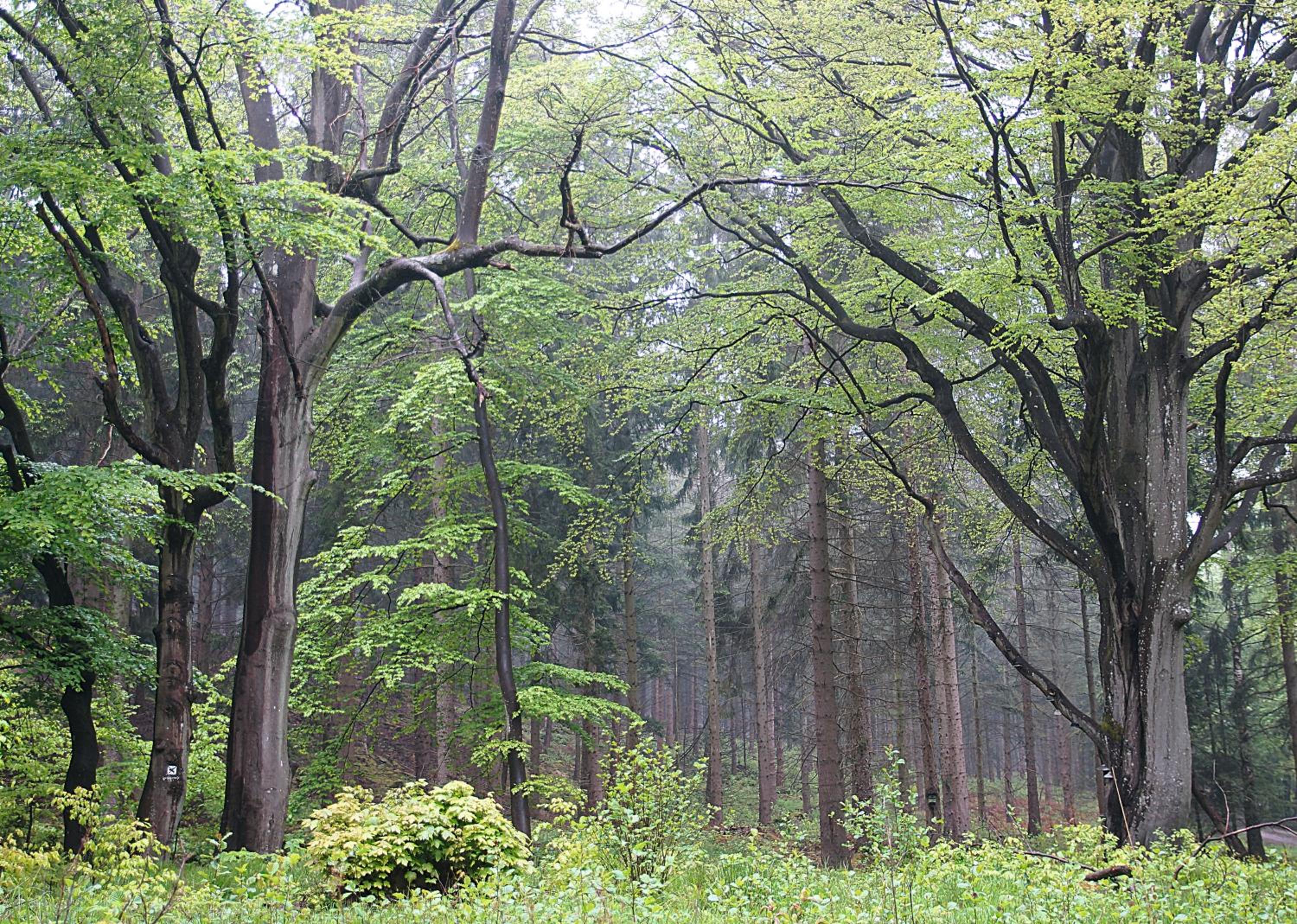 Haus mit Garten (neben National Park Eifel)