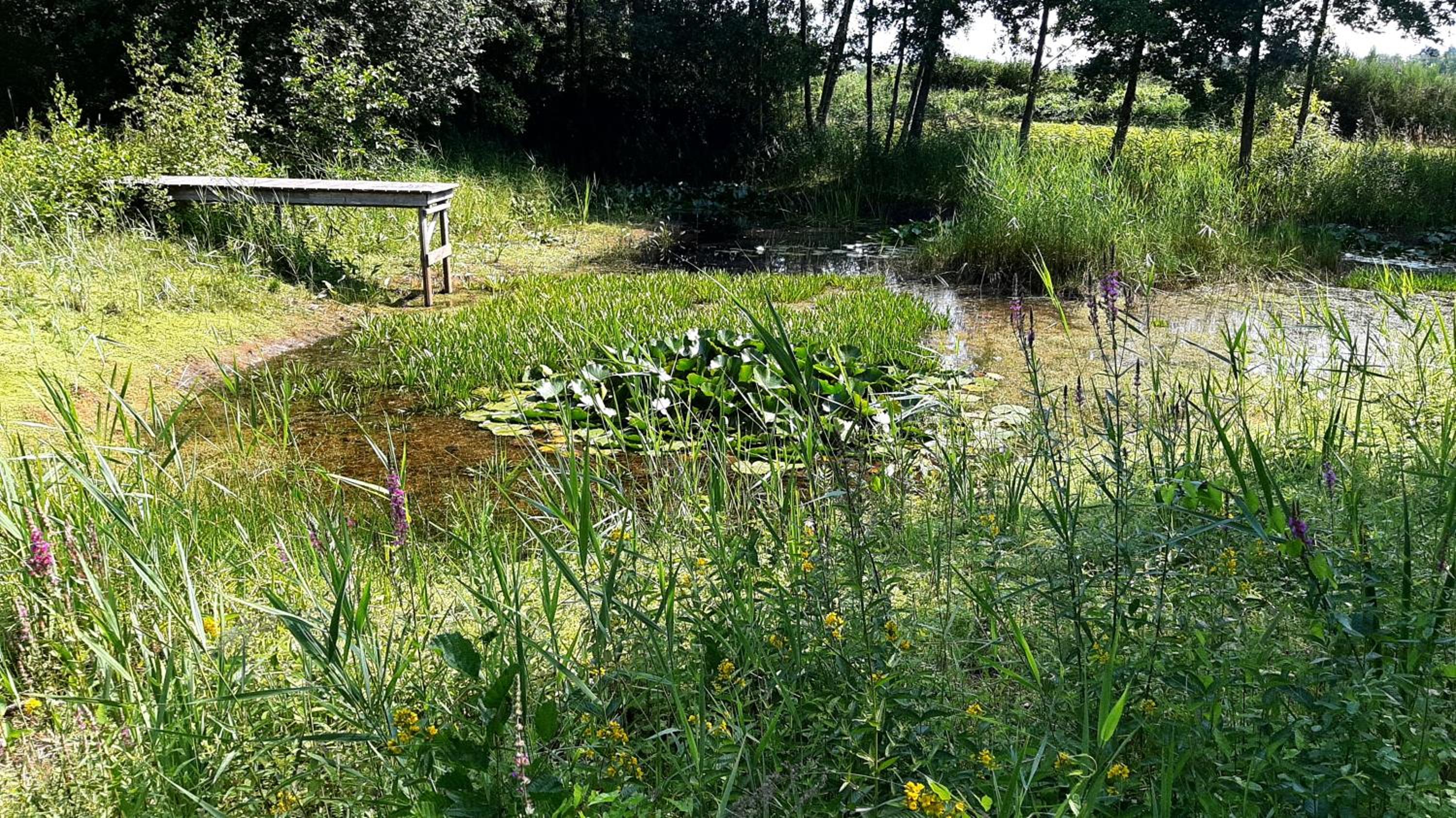 Photo 15
