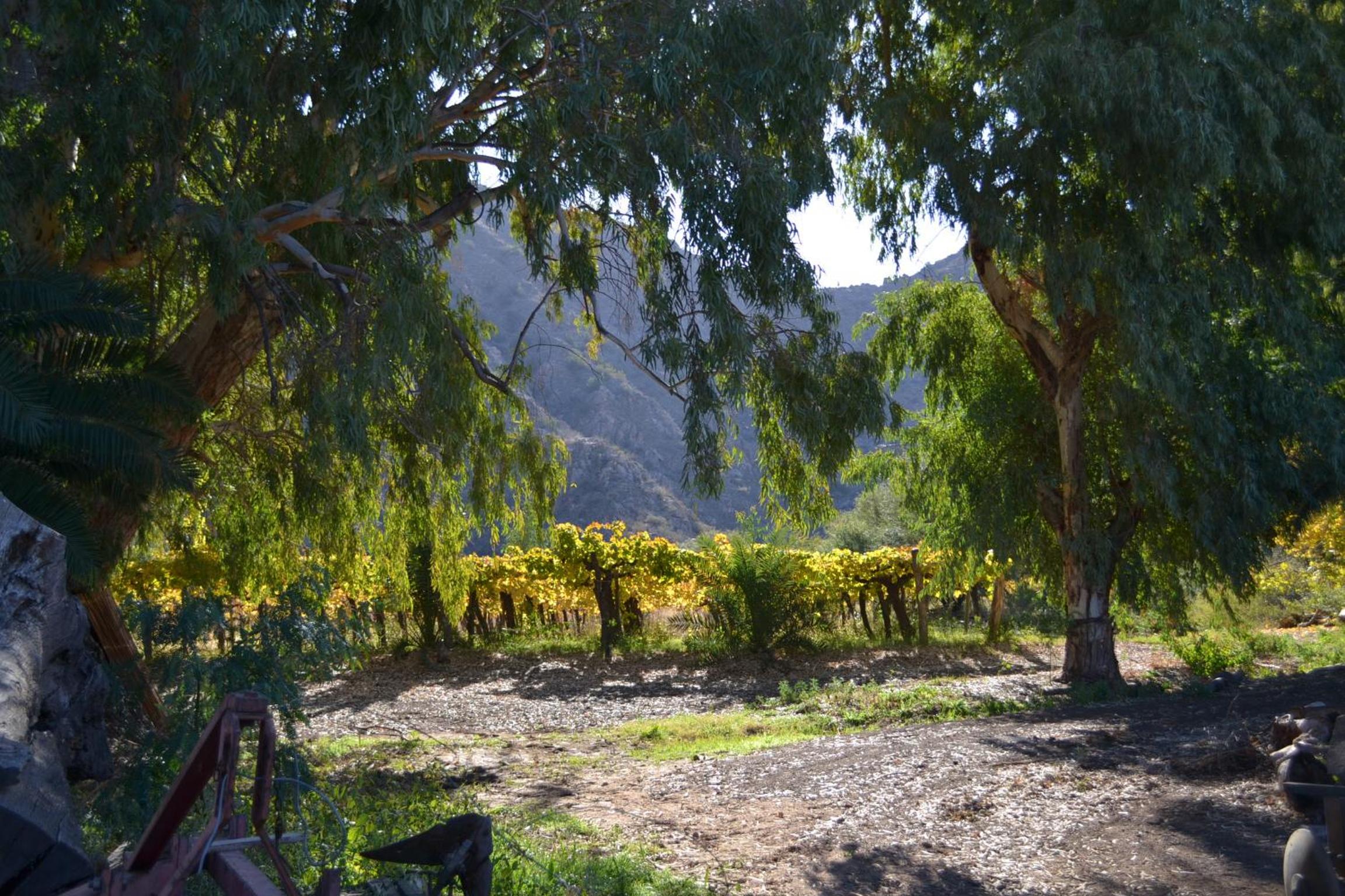 finca el Rincón