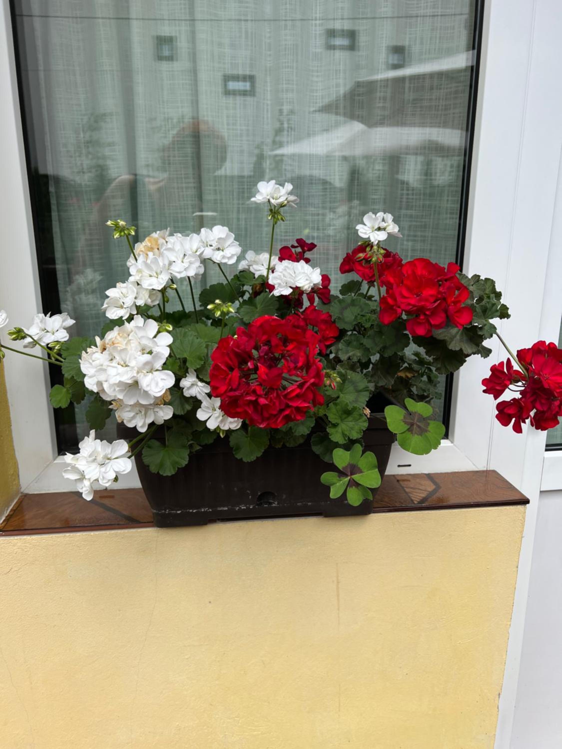 Photo 39