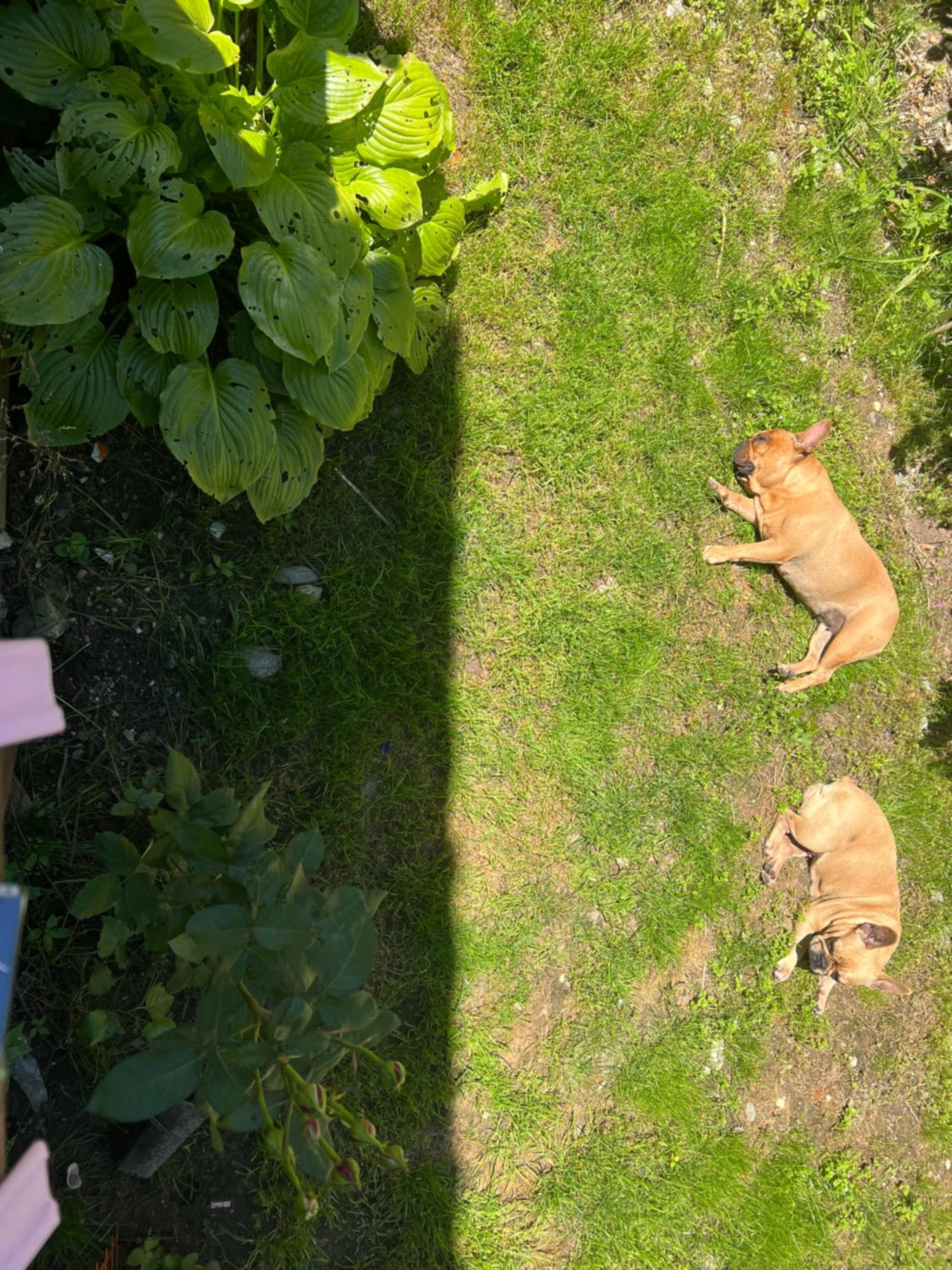 Photo 44