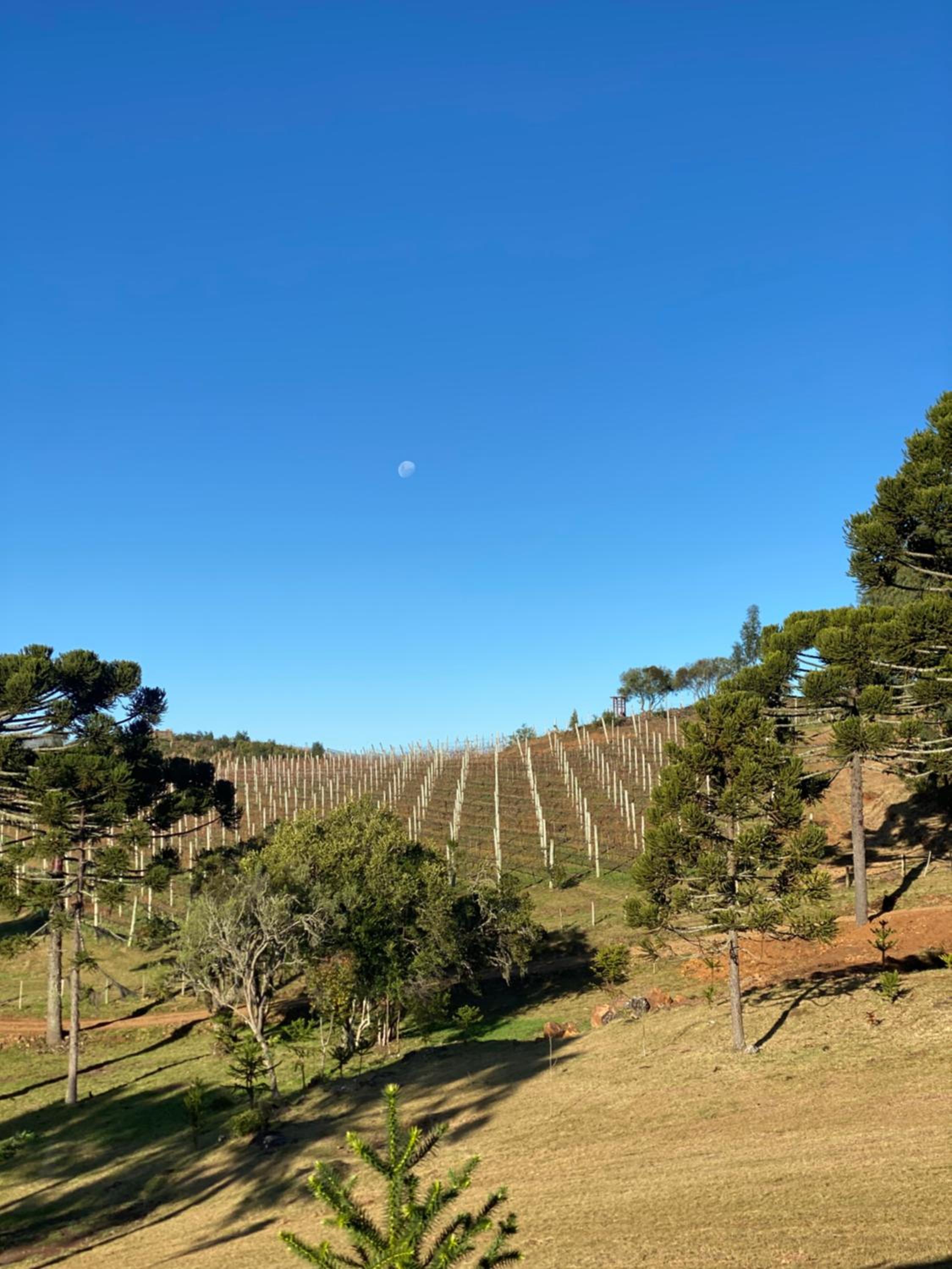 Tenuta Bergamaschi