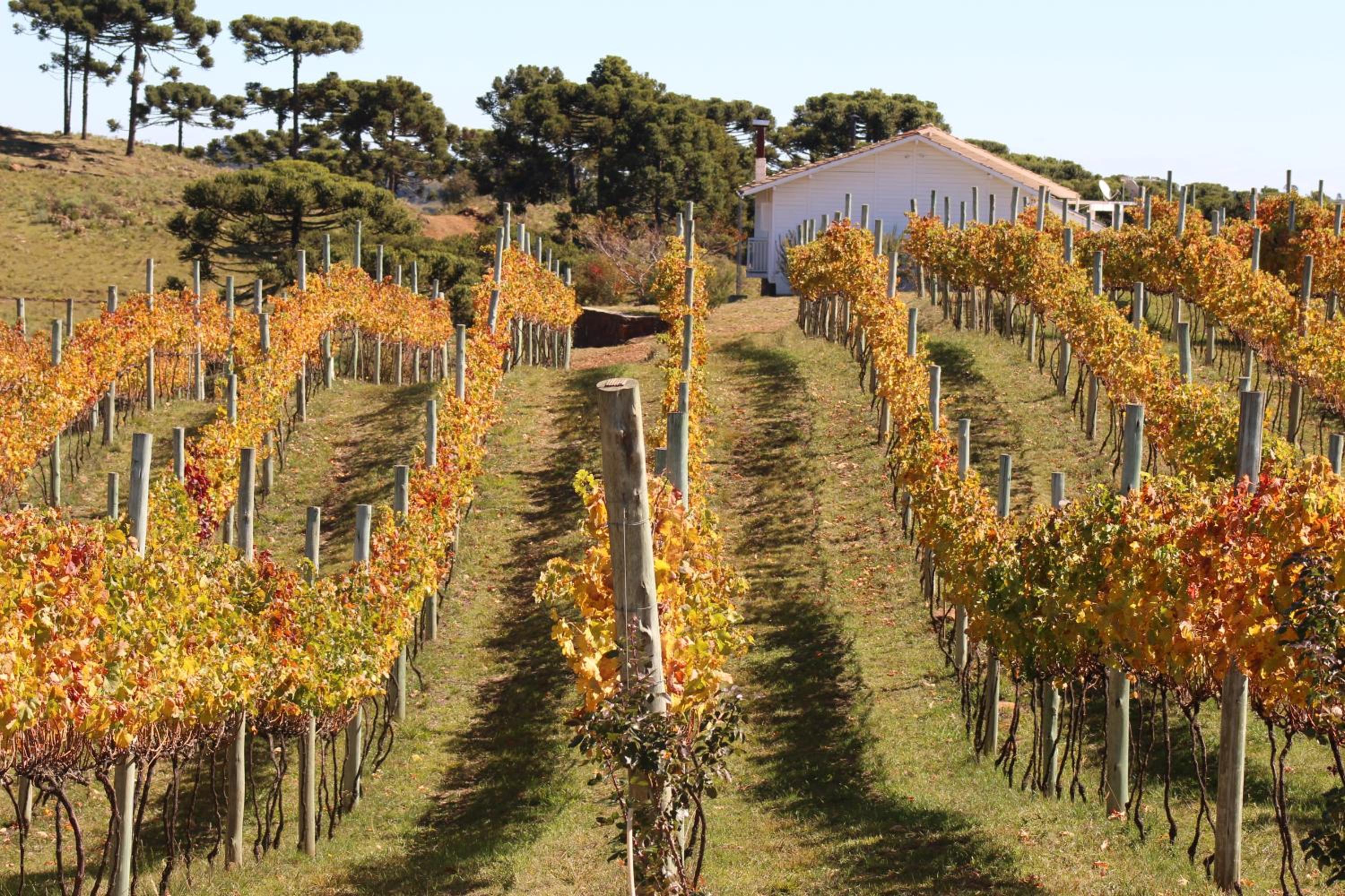 Tenuta Bergamaschi