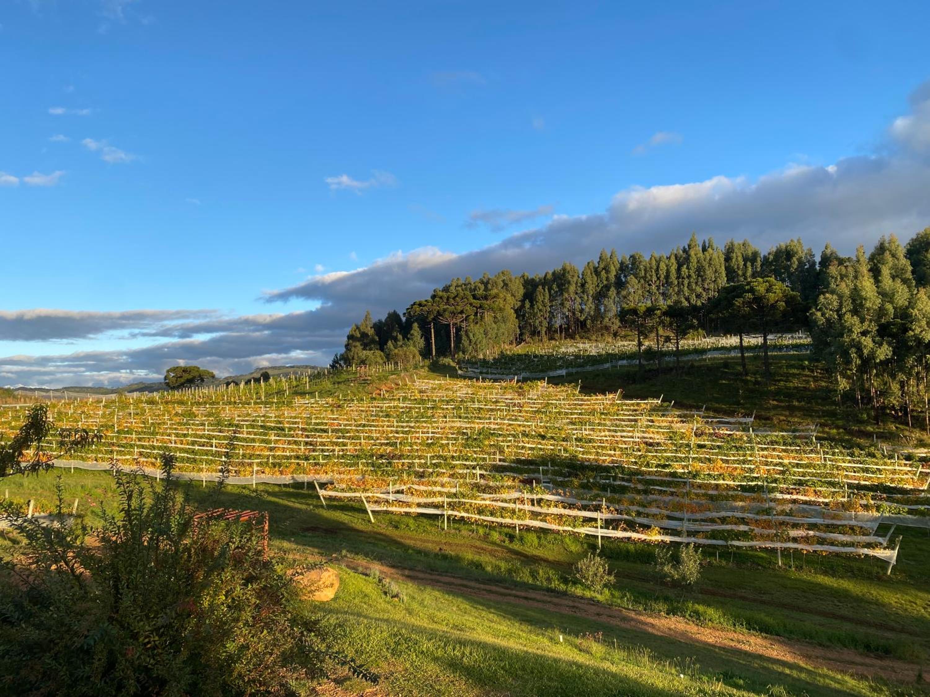 Tenuta Bergamaschi