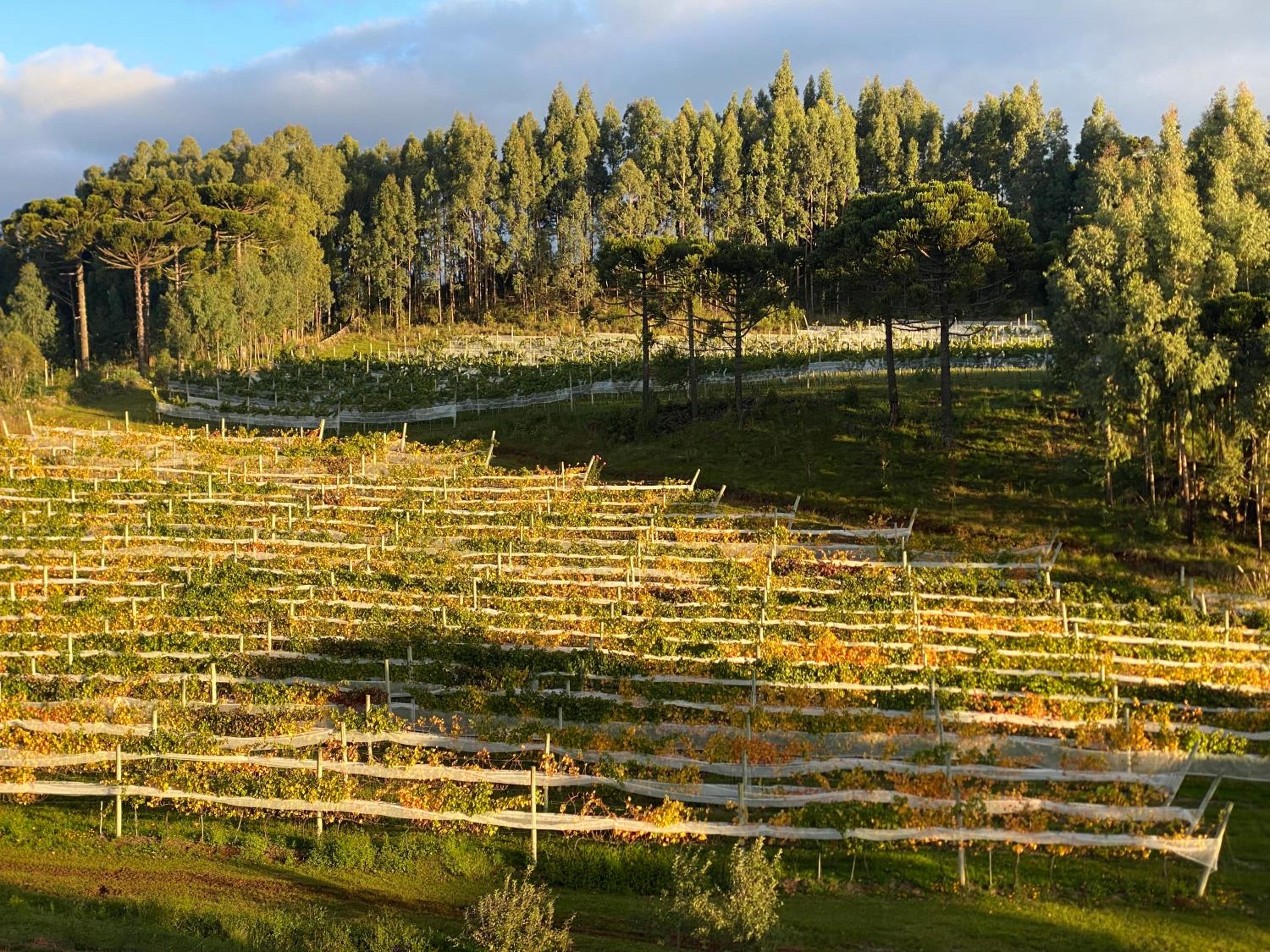 Tenuta Bergamaschi