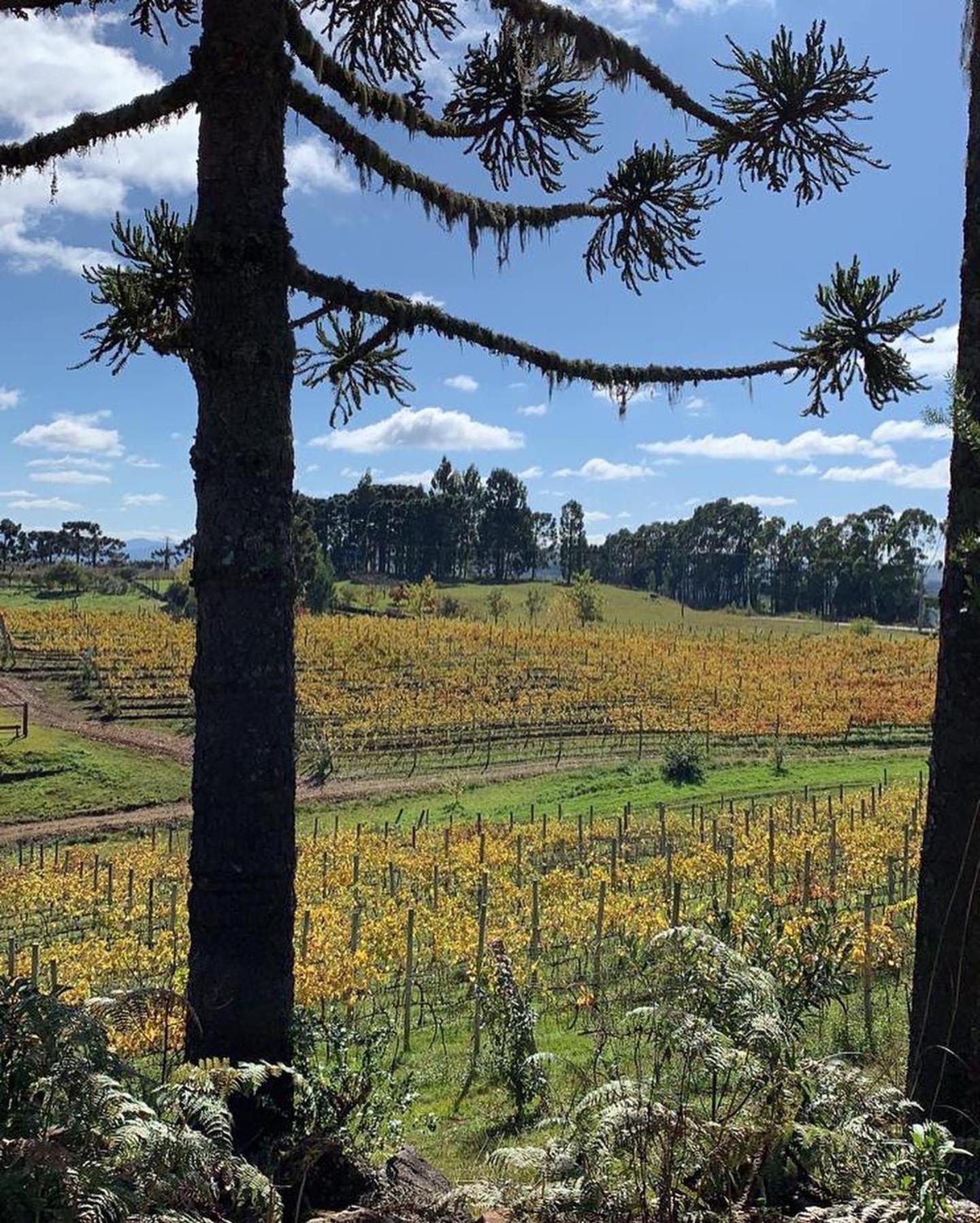 Tenuta Bergamaschi