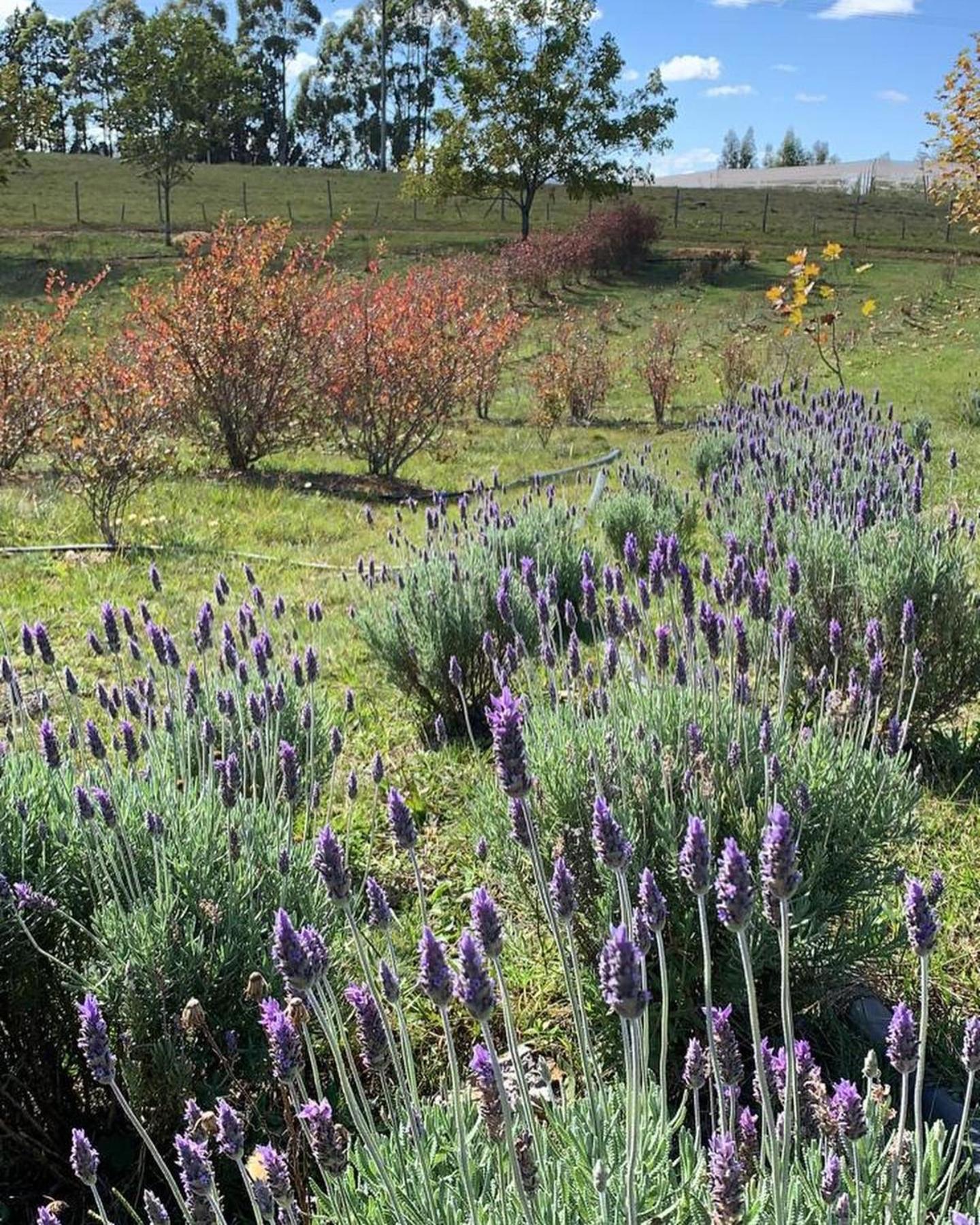 Tenuta Bergamaschi