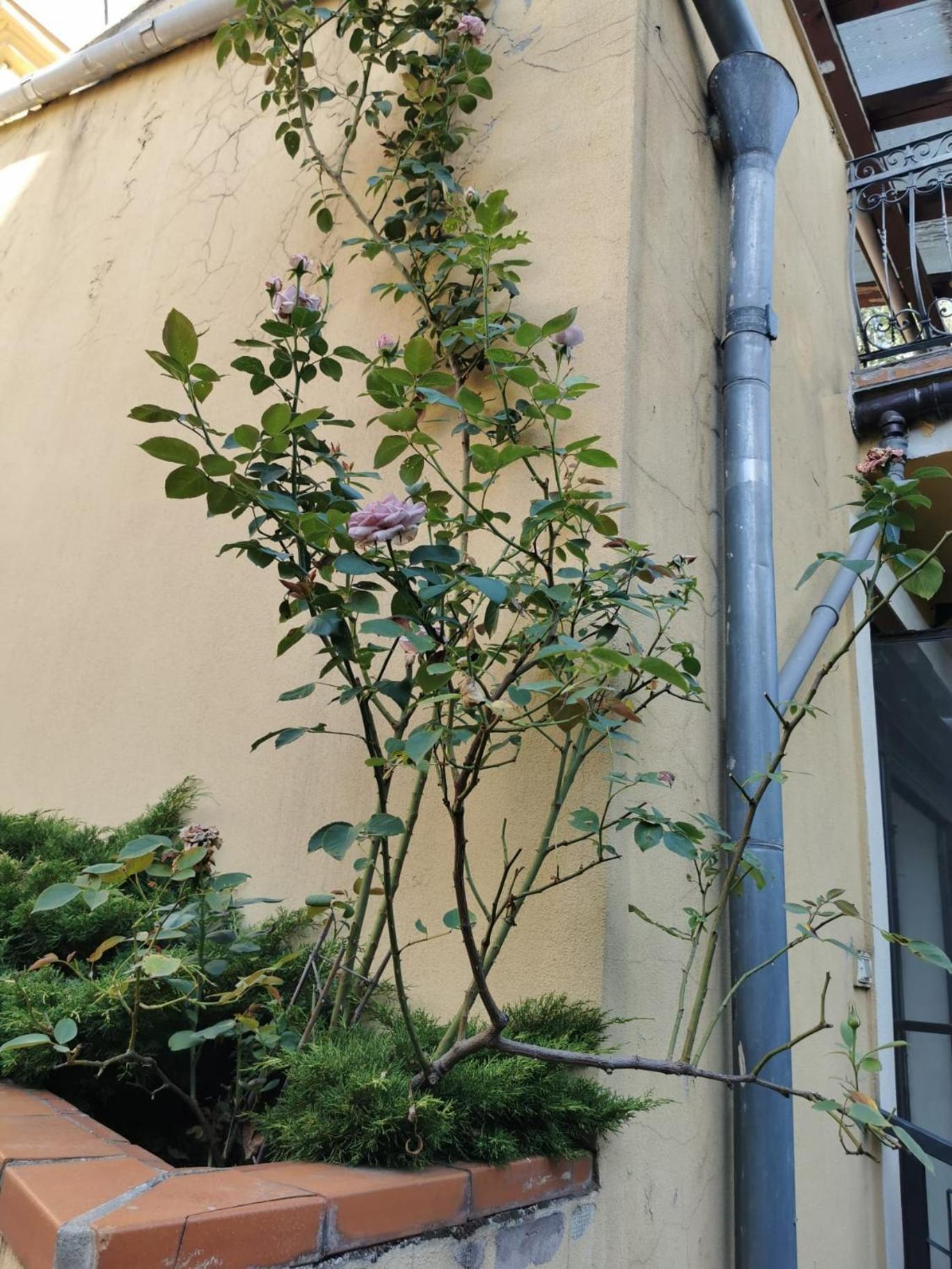 Prince Residence Apartments, apartahotel en Bucharest