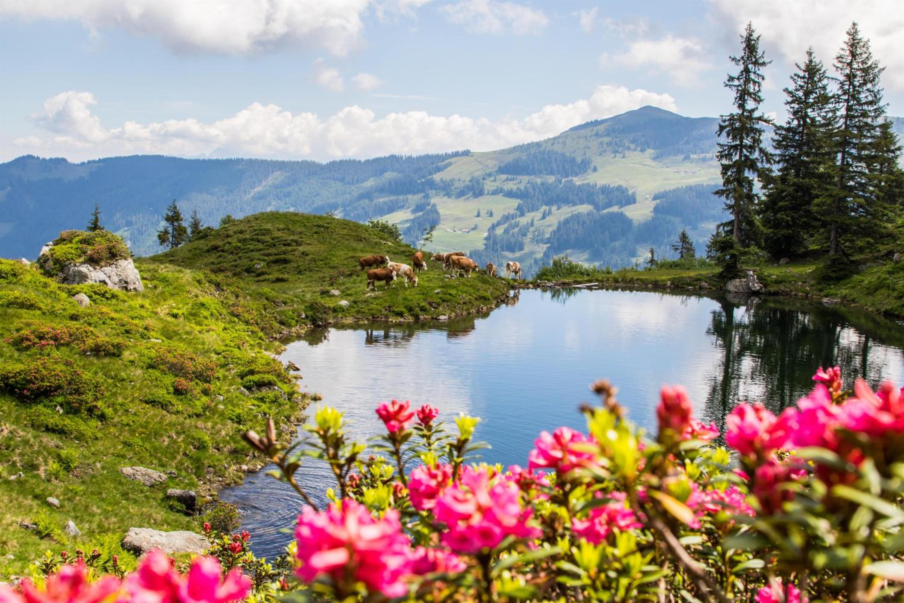 Pension Schneerose