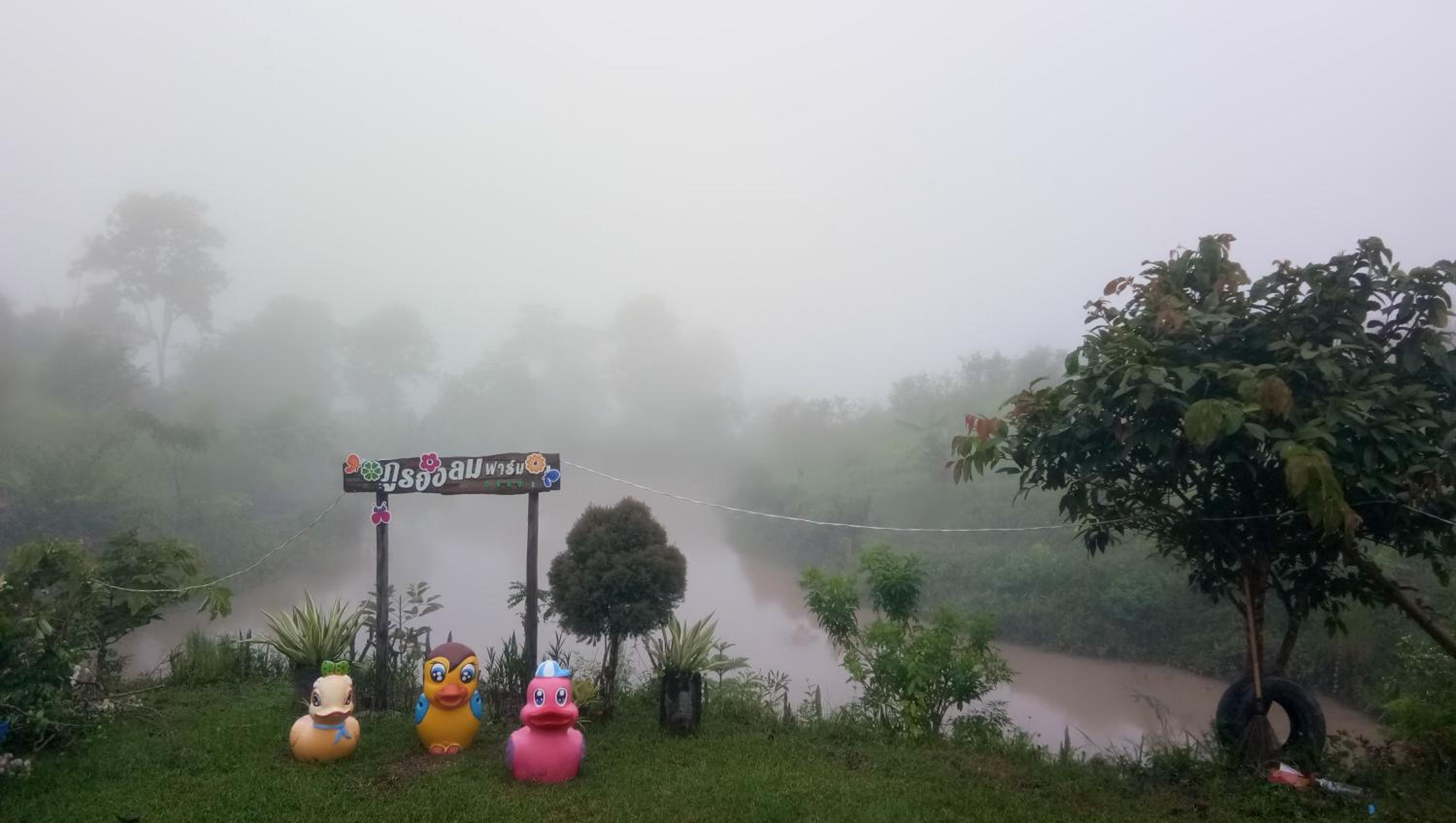 ภูร่องลม ฟาร์ม view 5