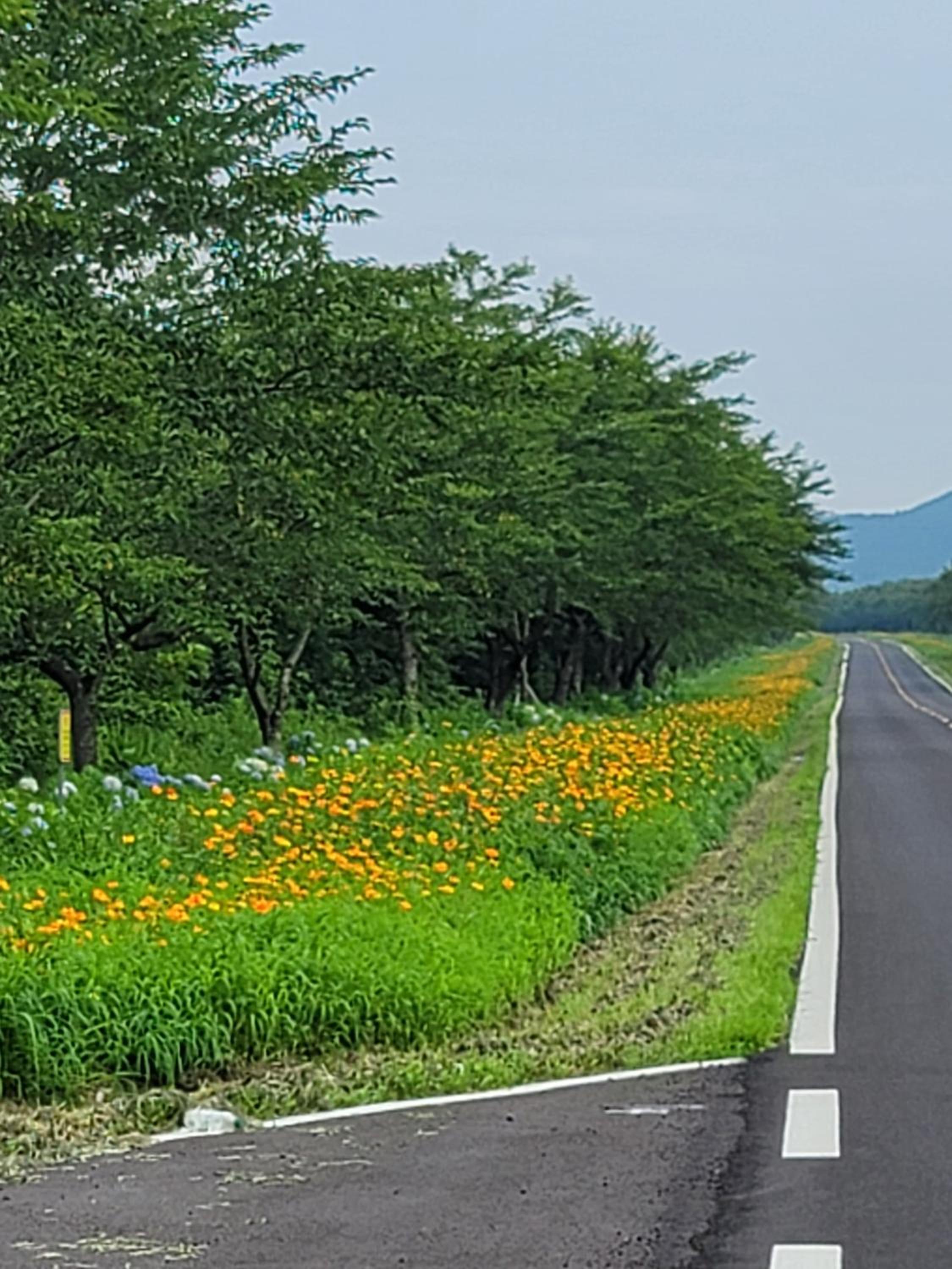 Brassica Flower Pension