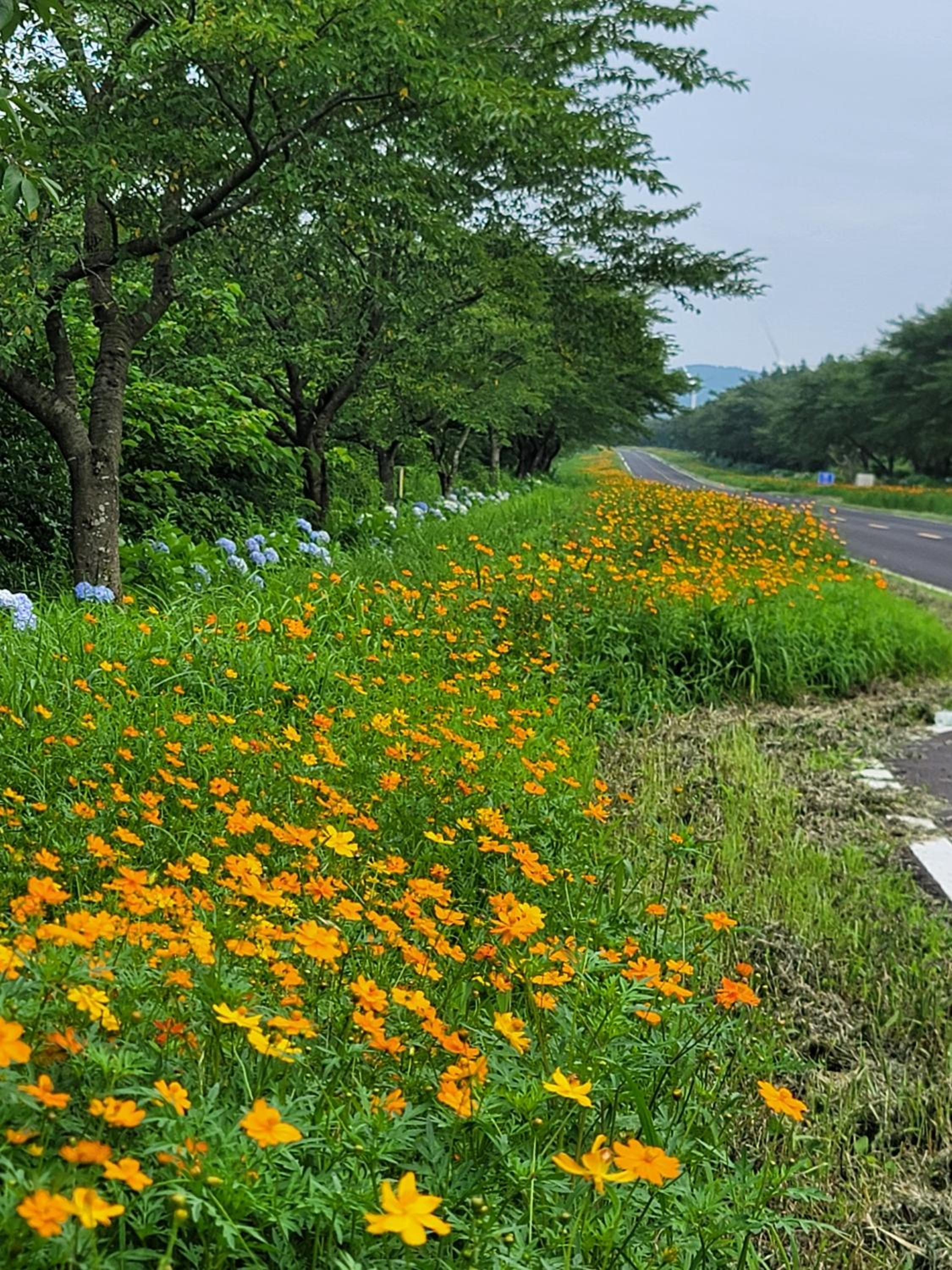 Brassica Flower Pension