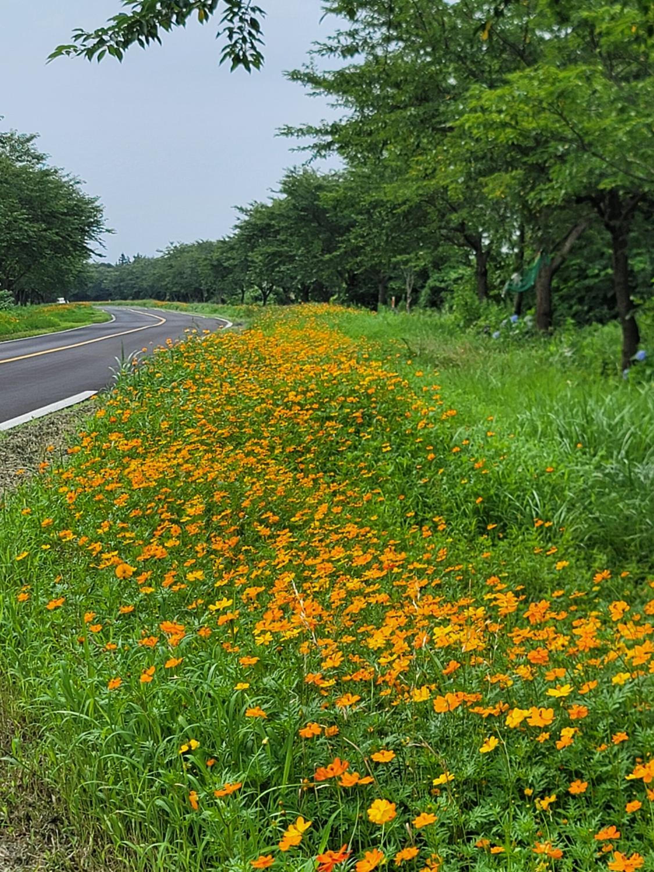 Brassica Flower Pension
