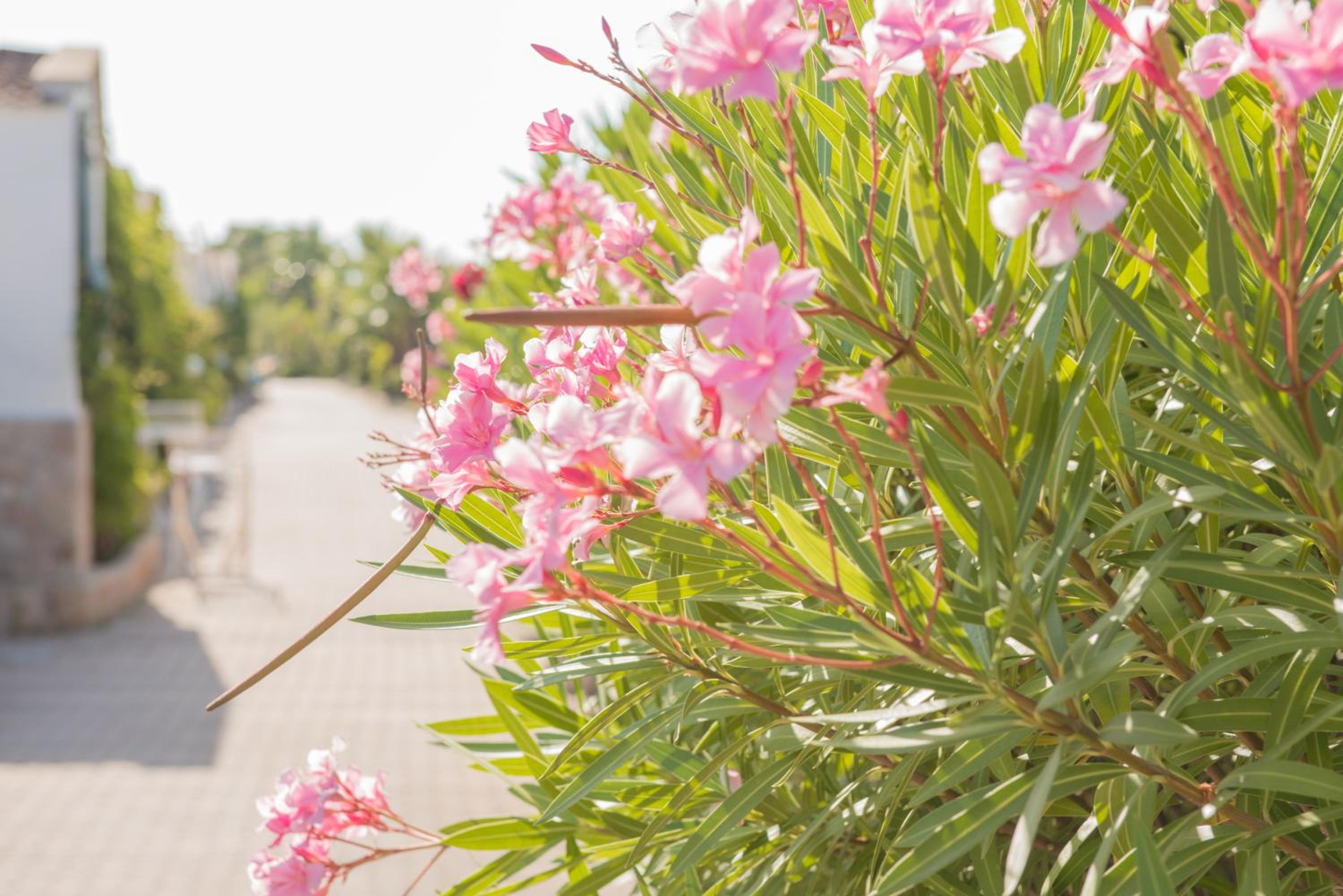 Sant'Elia Deluxe Rooms photo 5