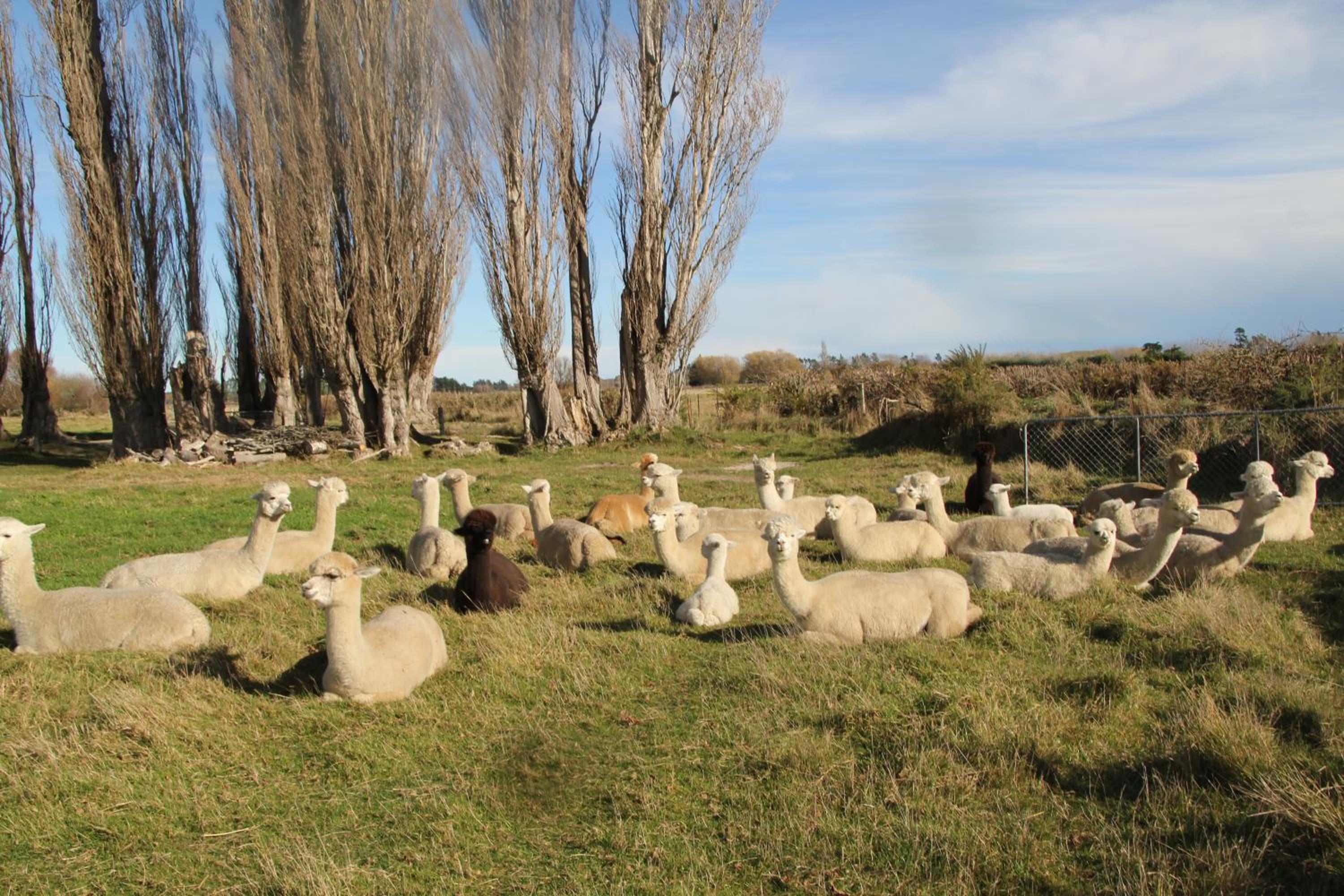 Silverstream Alpaca Farmstay & Tour