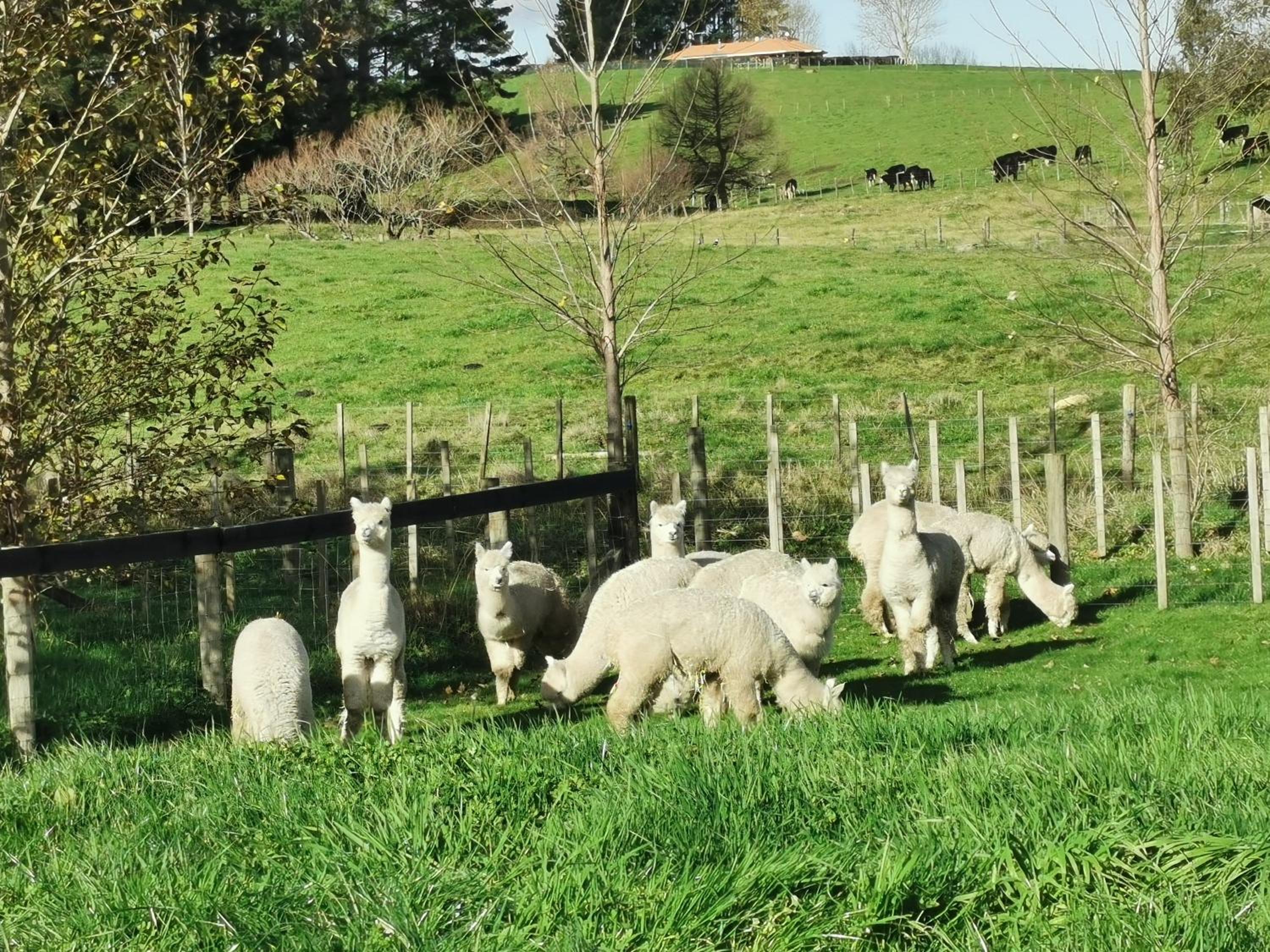 Silverstream Alpaca Farmstay & Tour
