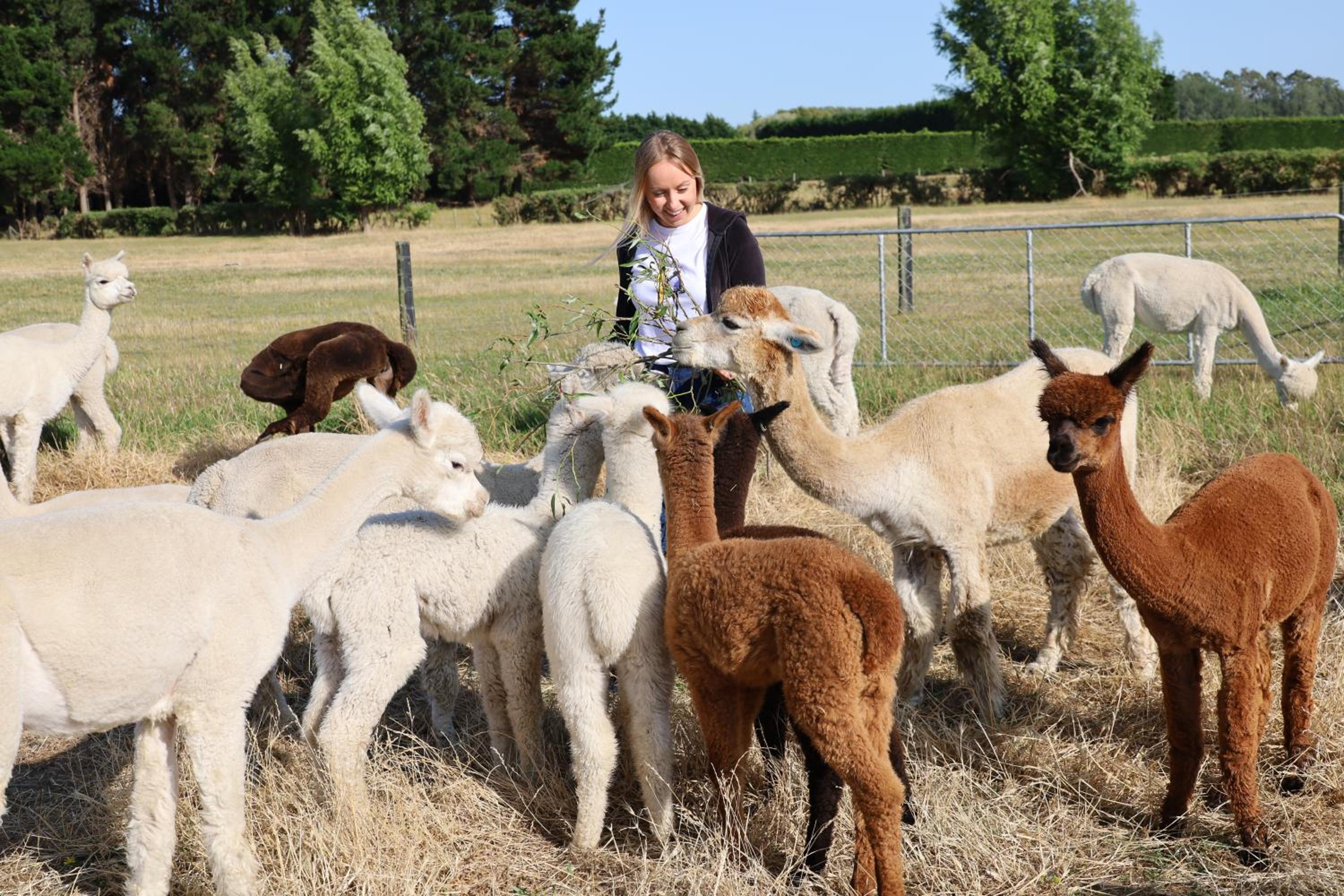 Silverstream Alpaca Farmstay & Tour