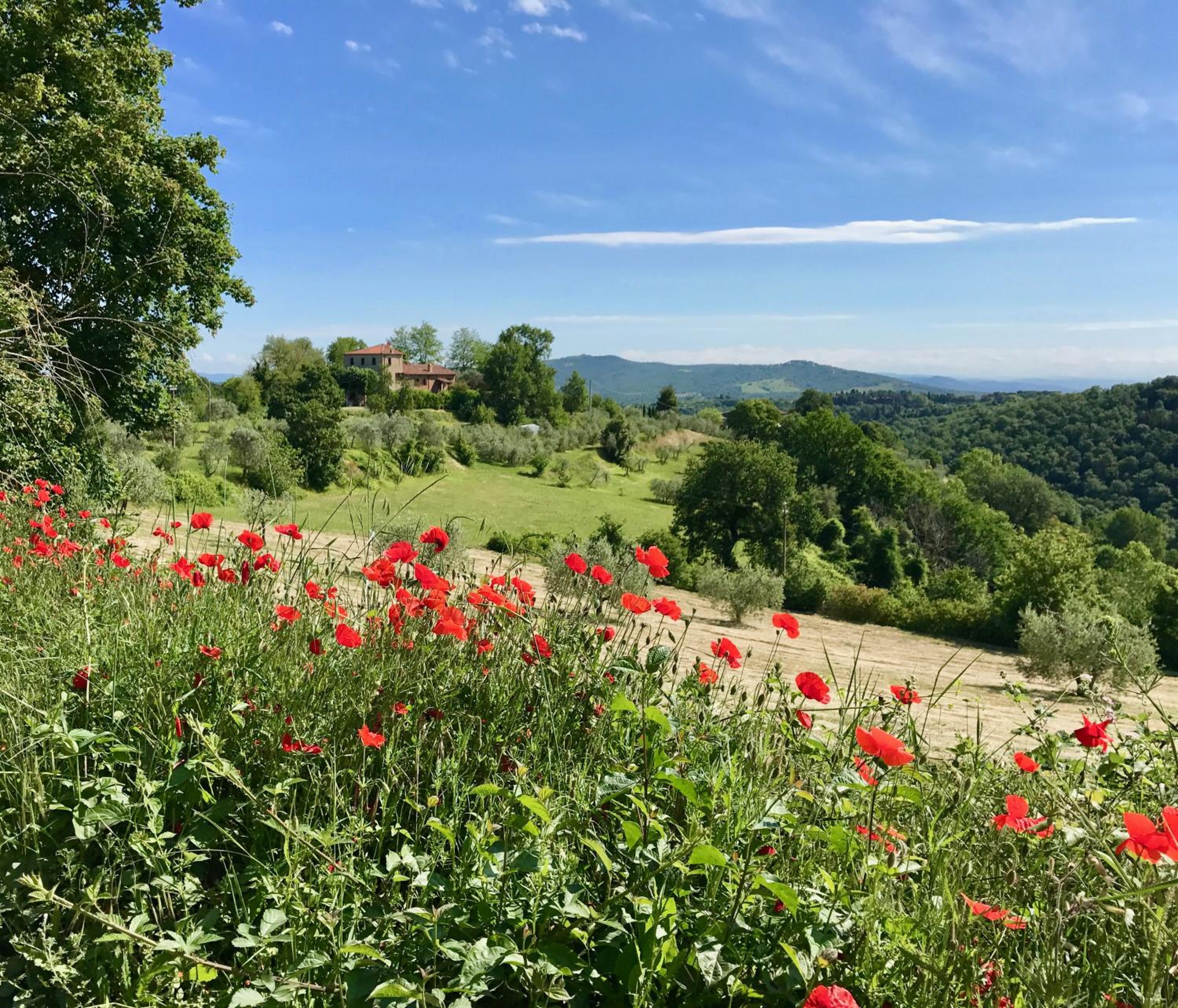 Grove Cottage: Immersed in nature & close to town view 4