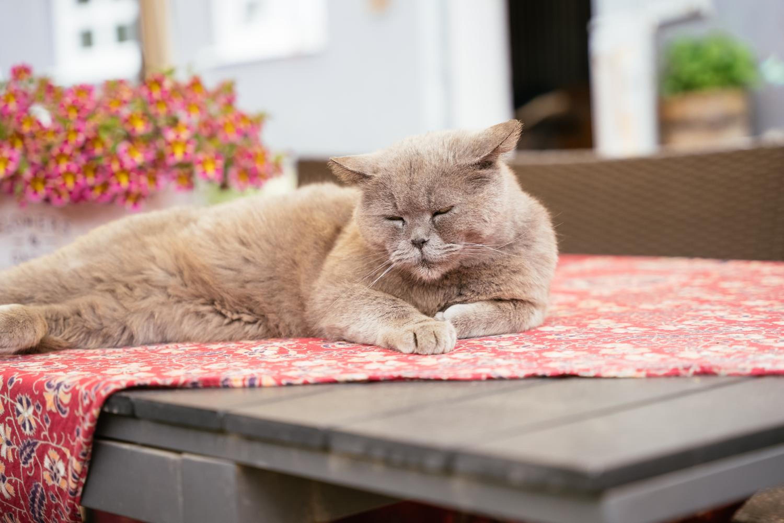Ranchzimmer am Hippo-Campus Reit- und Therapiezentrum