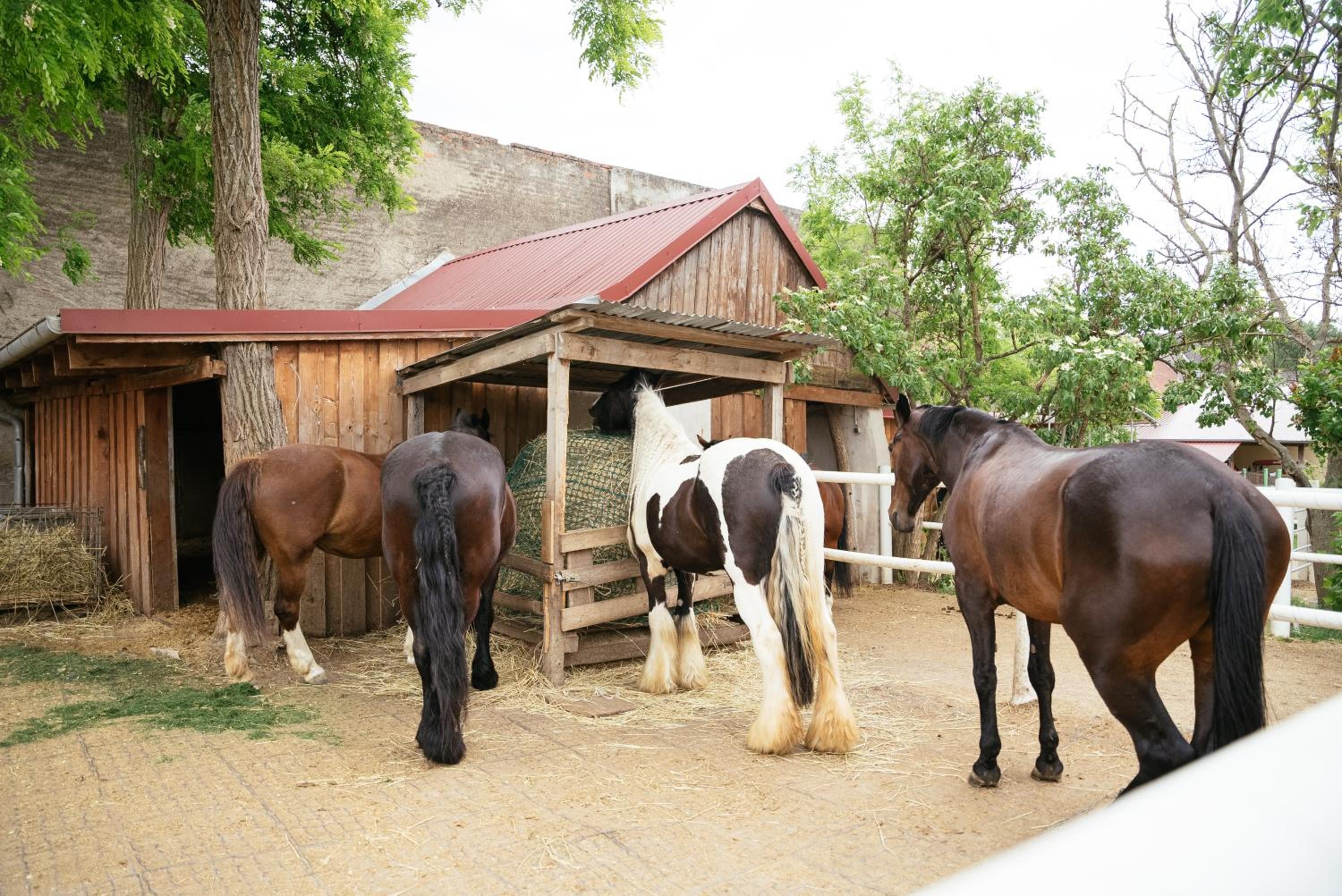 Ranchzimmer am Hippo-Campus Reit- und Therapiezentrum