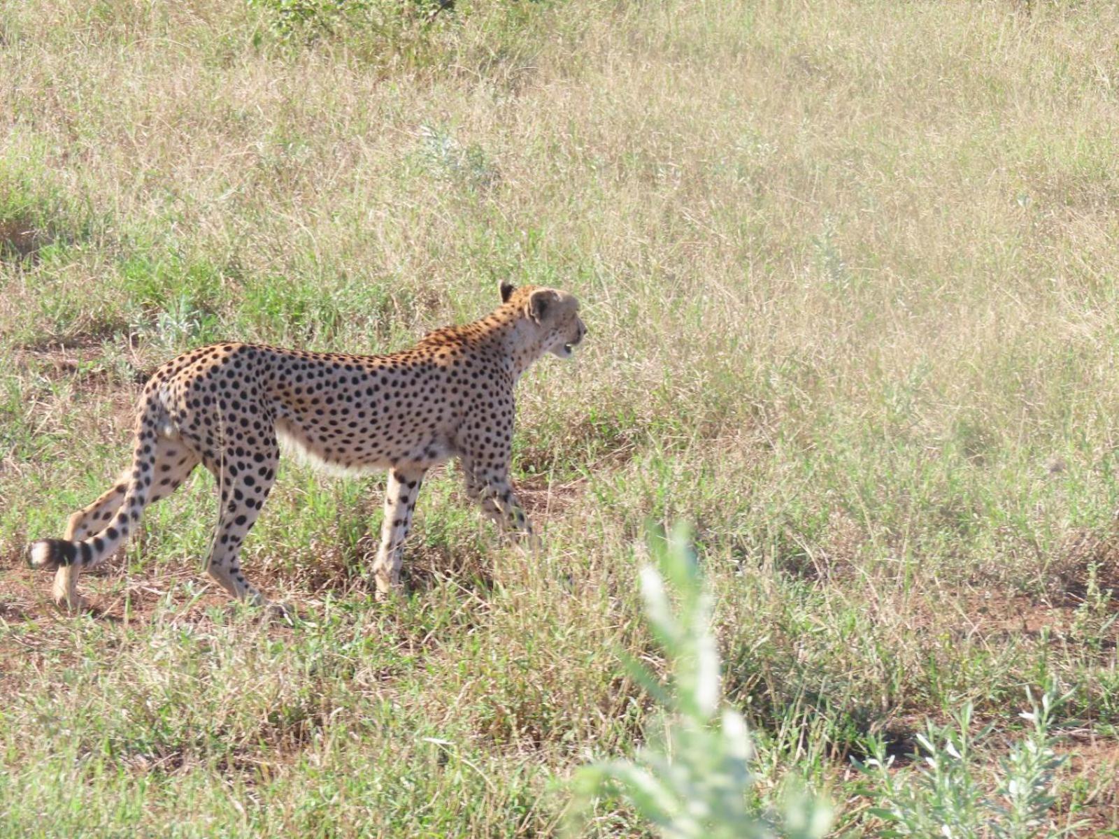 Masorini Bush Lodge & Safari Tents view 4