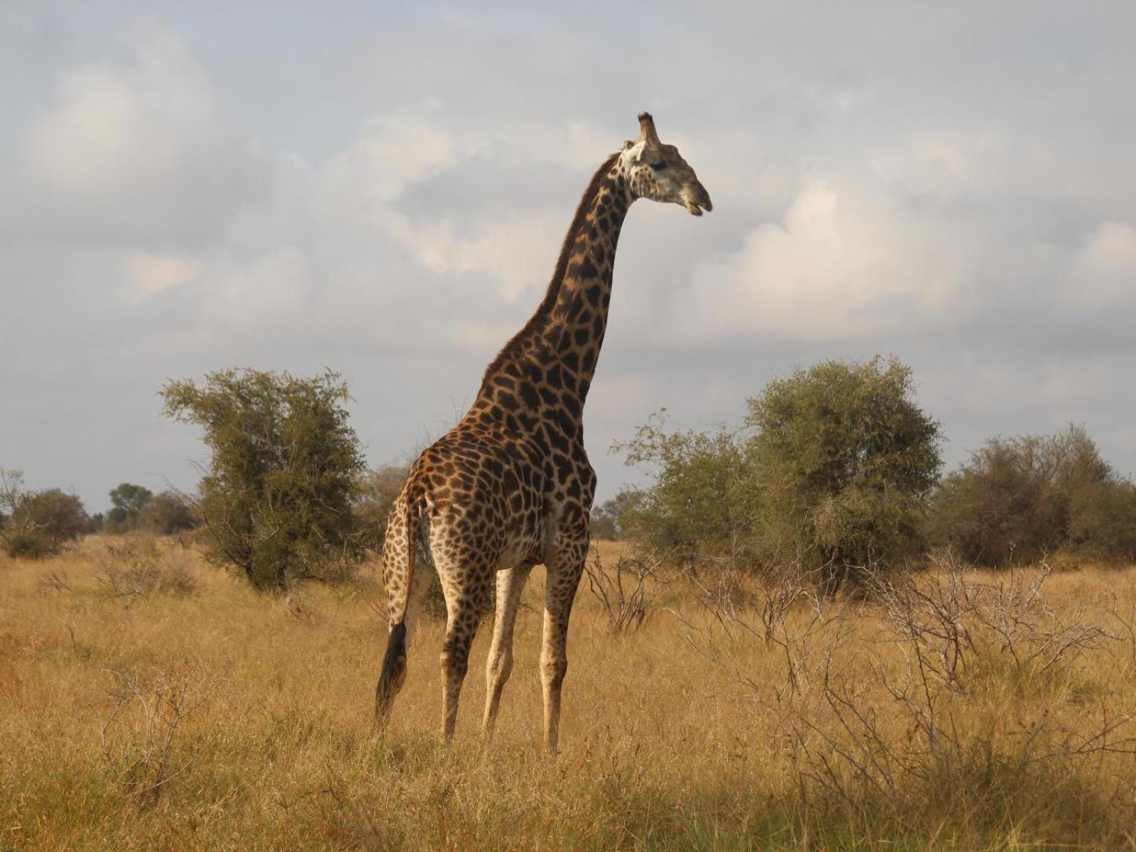 Masorini Bush Lodge & Safari Tents view 5