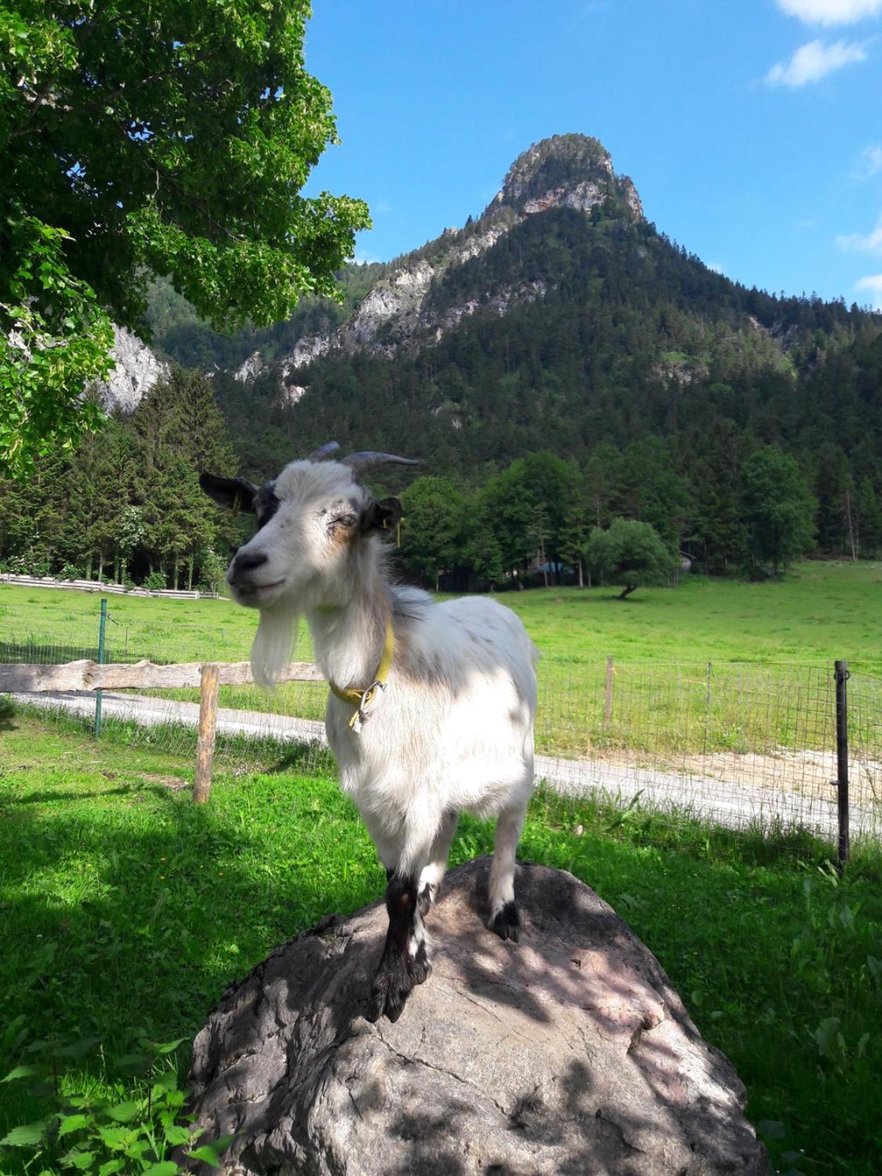 Bognerlehen Rupert Kurz