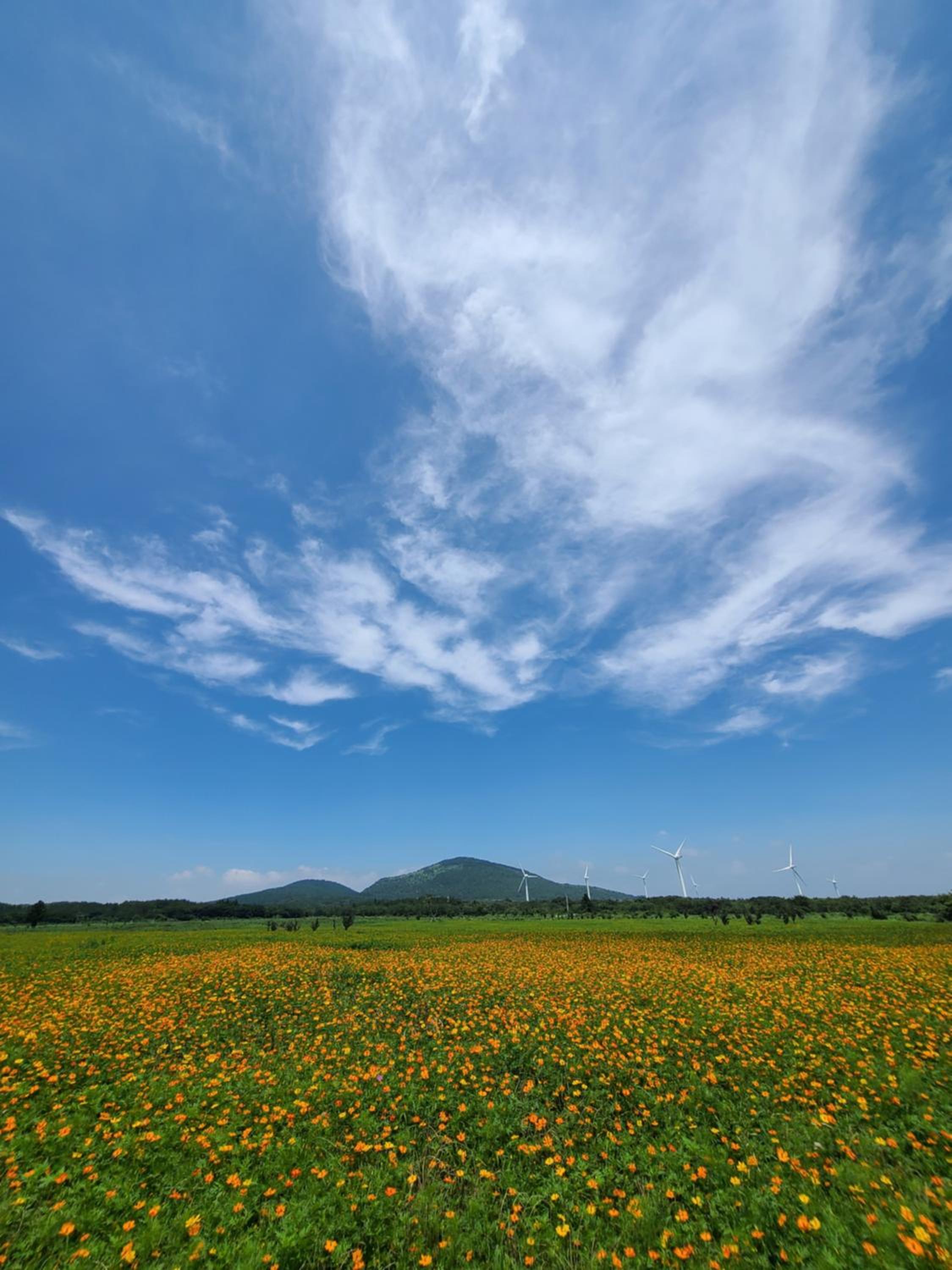 Brassica Flower Pension
