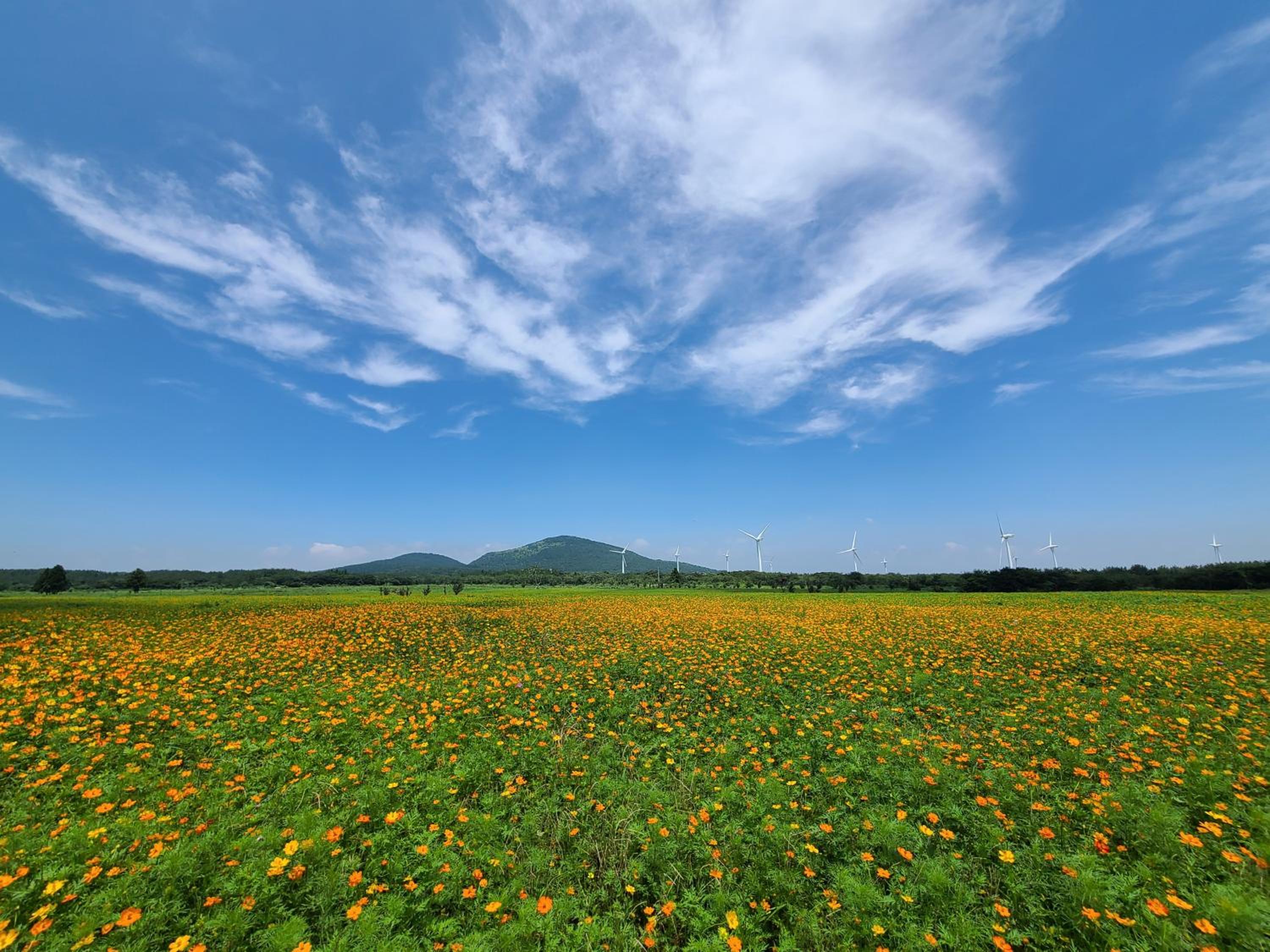 Brassica Flower Pension