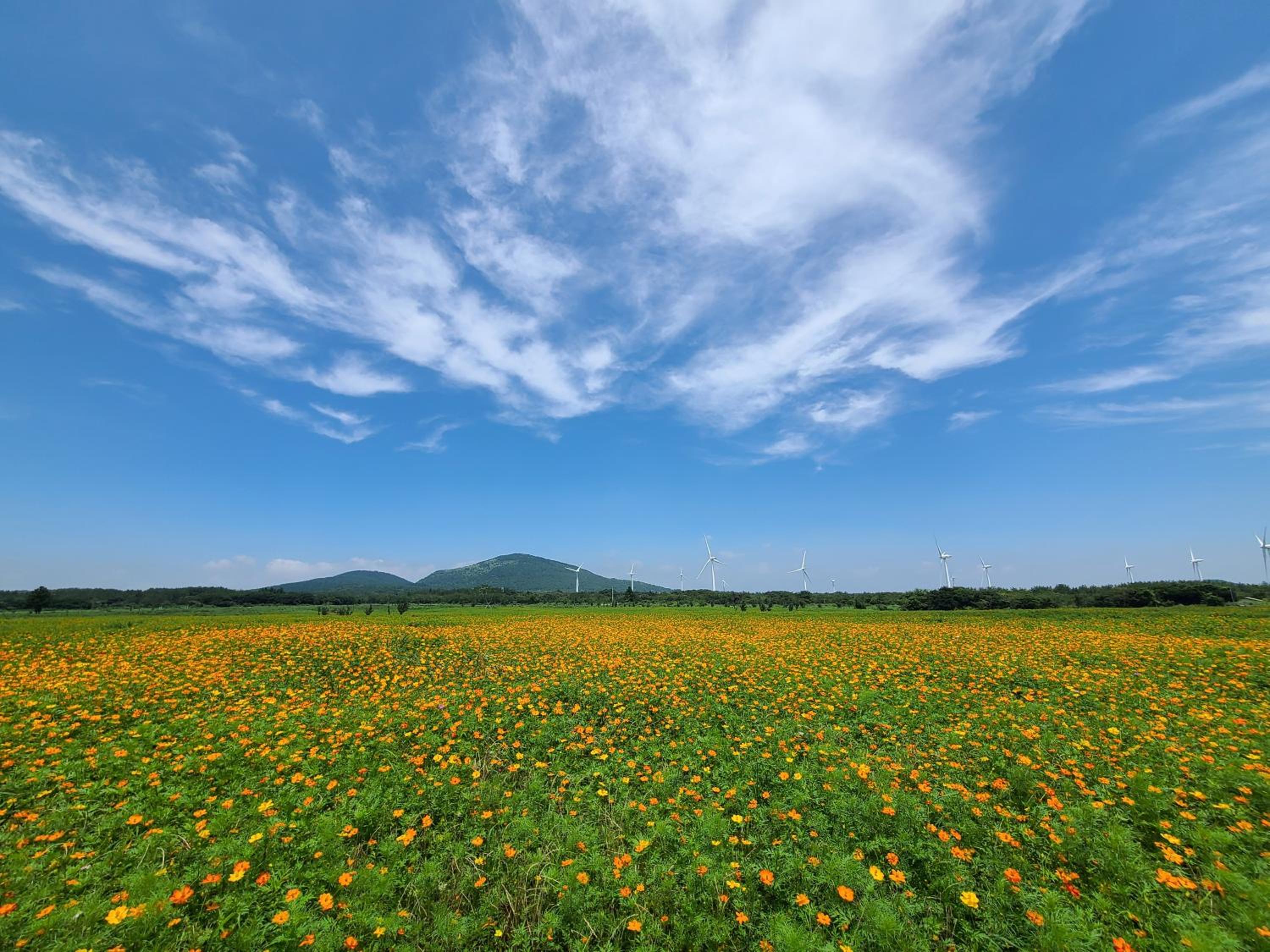 Brassica Flower Pension
