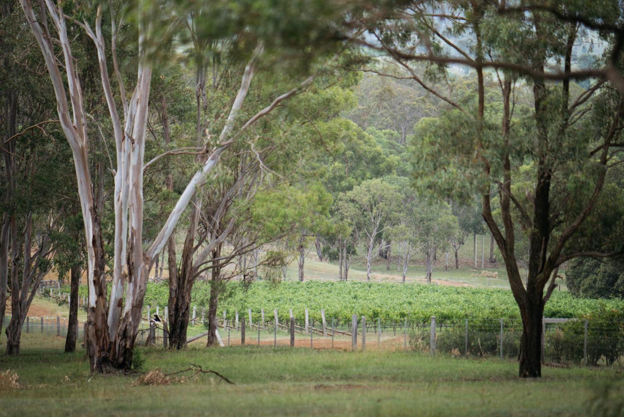 Elfin Hill Vineyard Accommodation