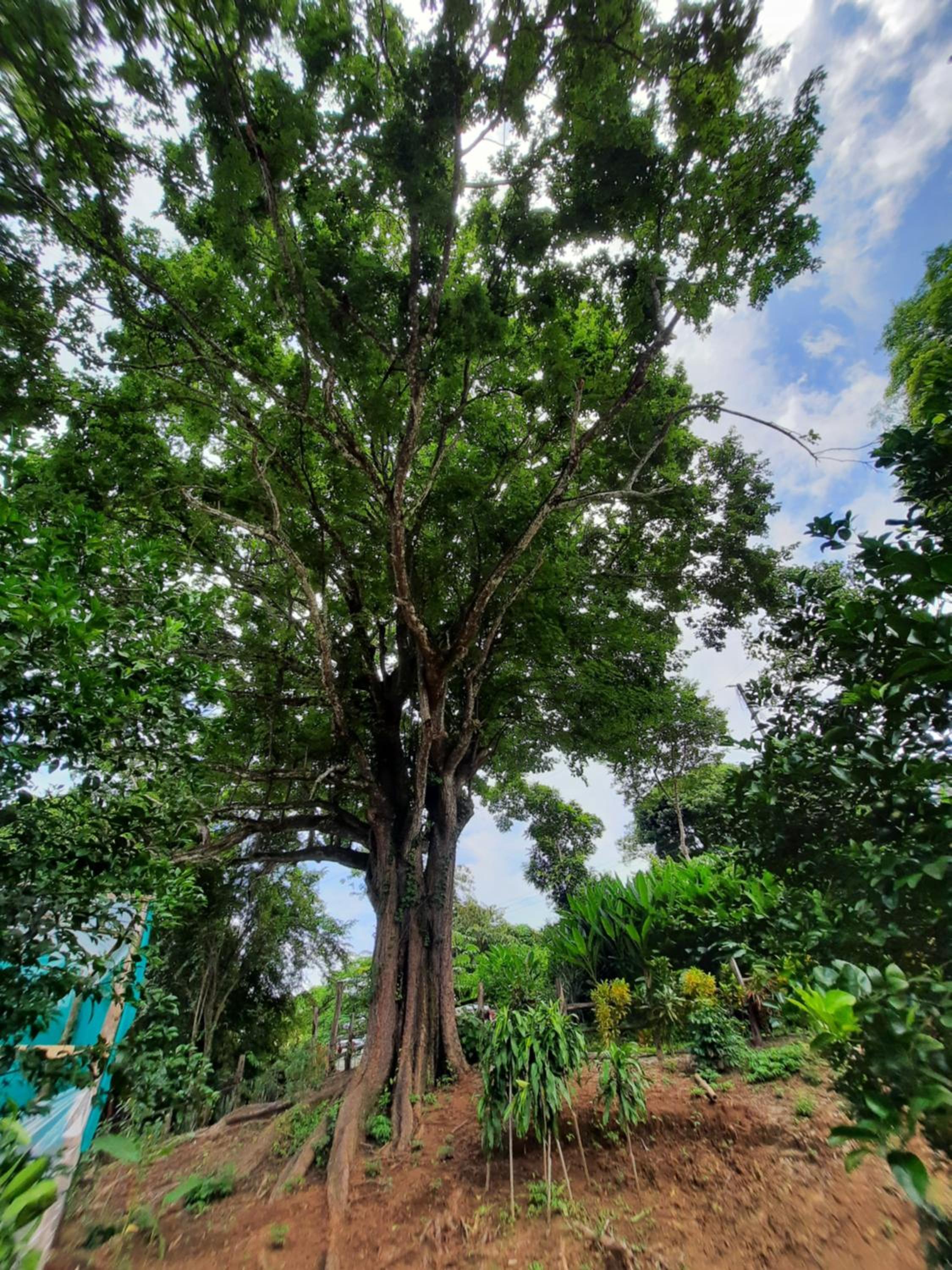 Eco-Turismo Guayacanes