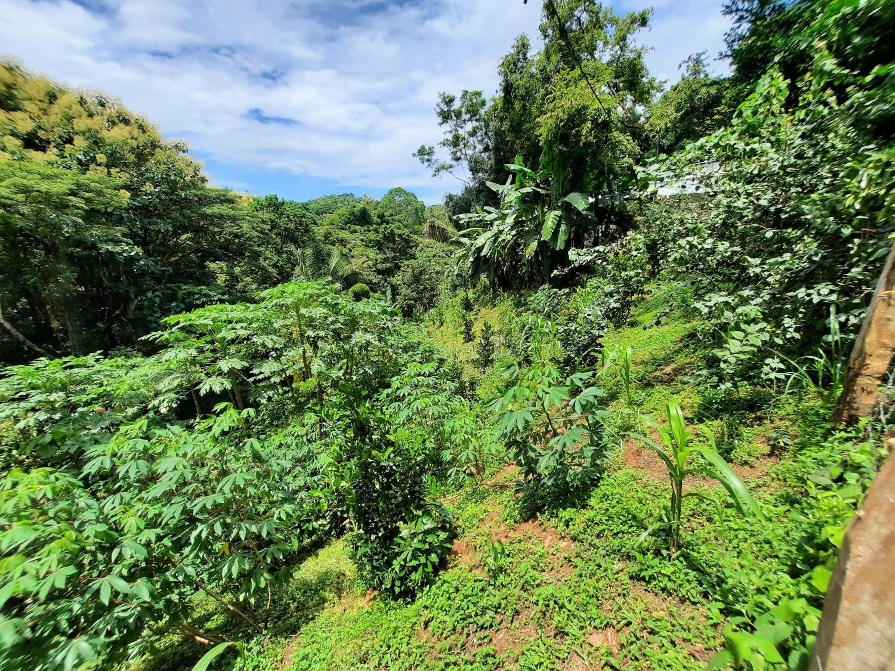 Eco-Turismo Guayacanes