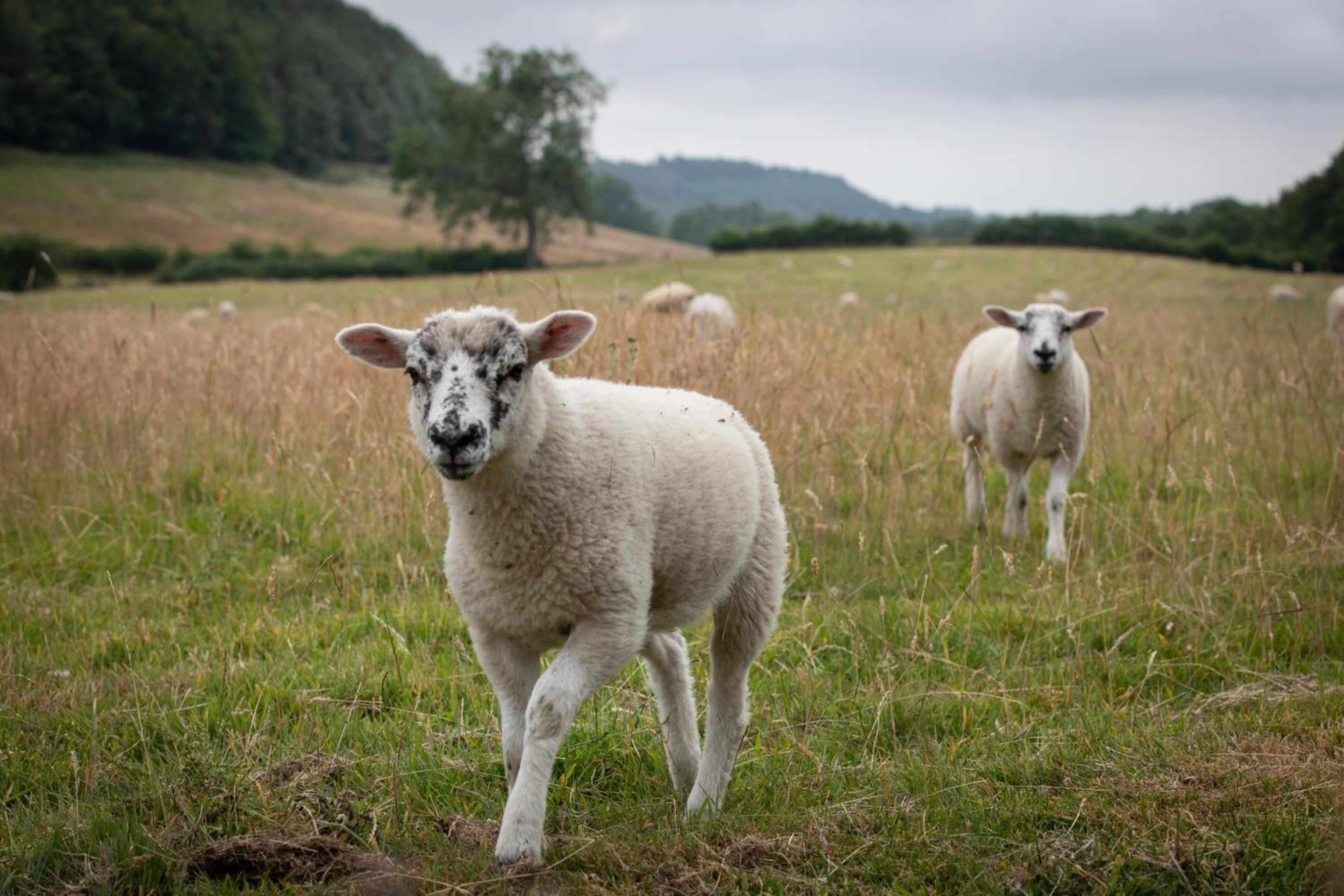 Experience the Peace & Quiet in the North York Moors at Rawcliffe House Farm view 5
