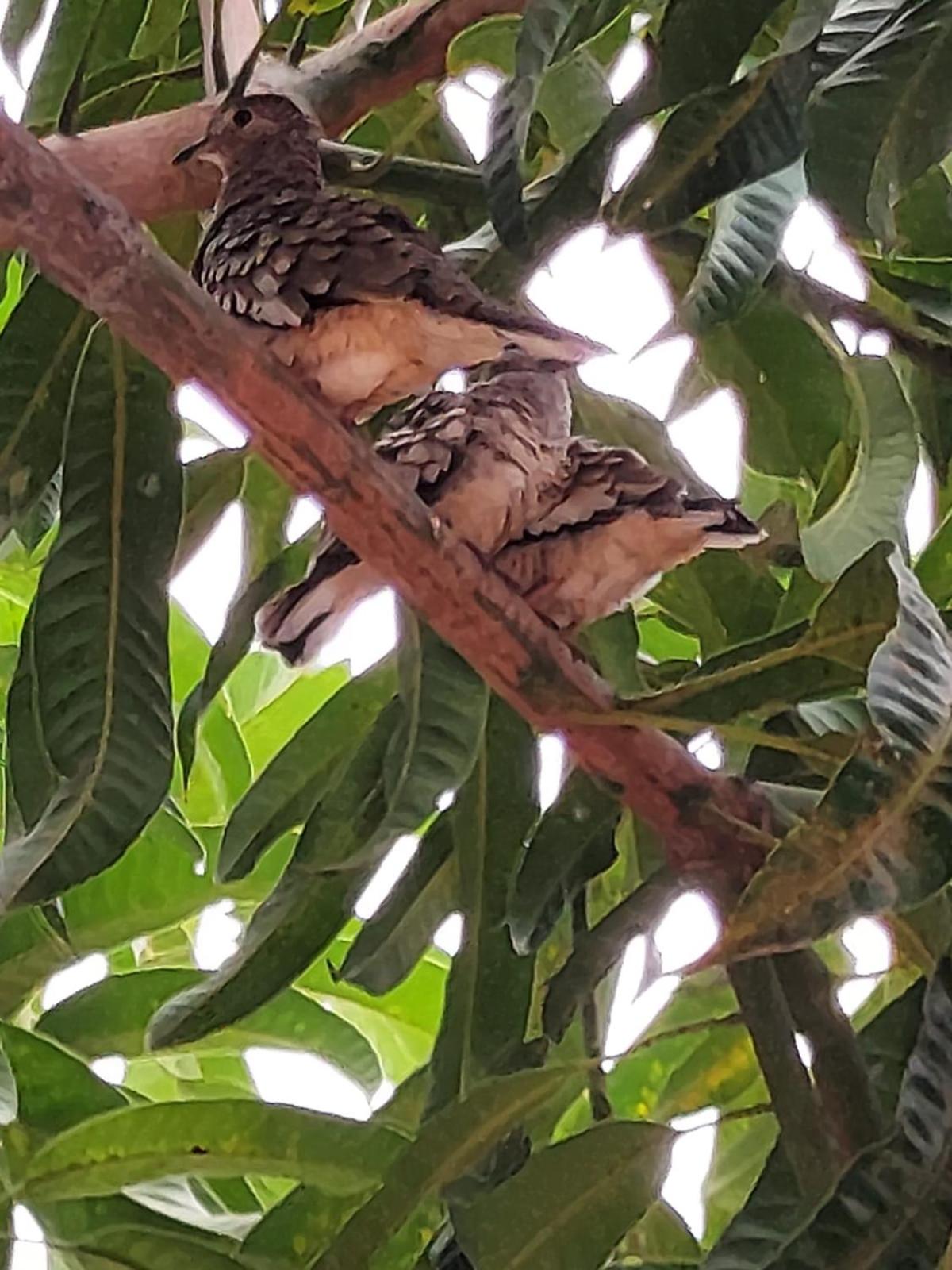Pousada Aconchego Santarém