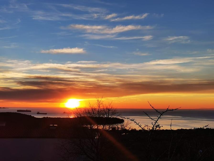 Agava sunset