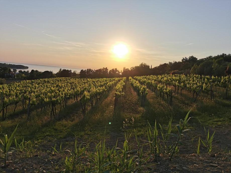 Agava sunset