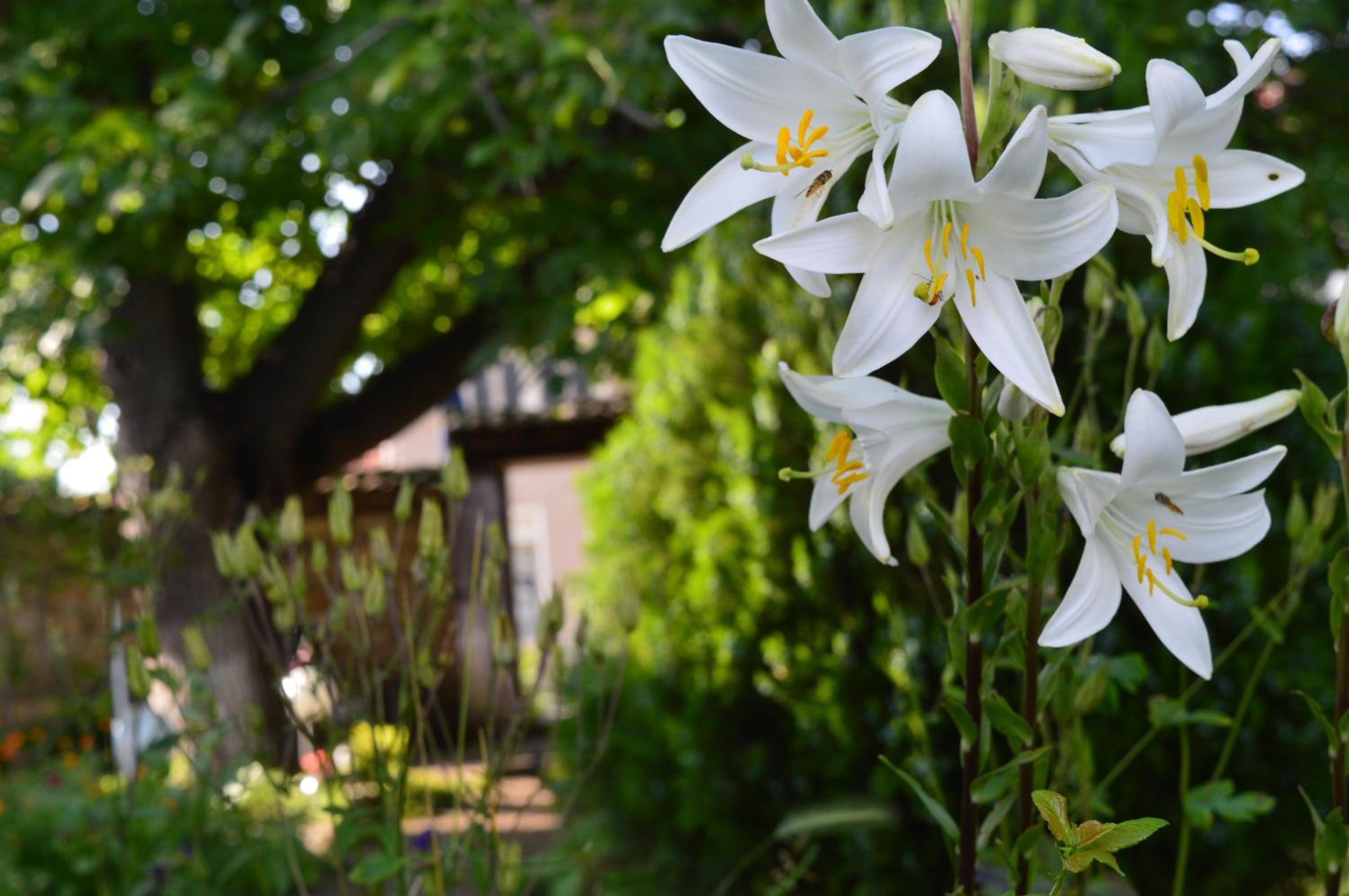 The Old House Guest House