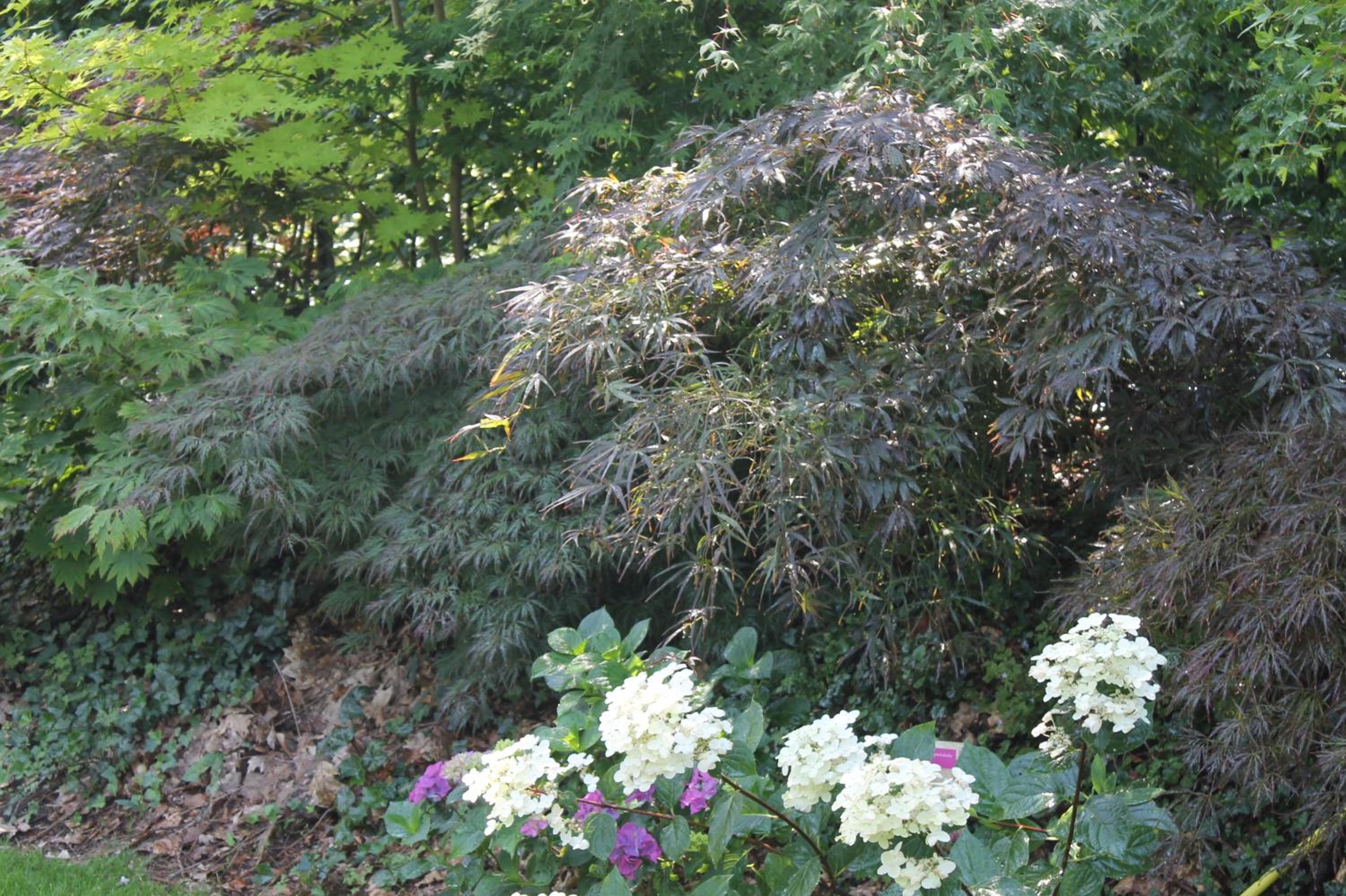 Photo 42