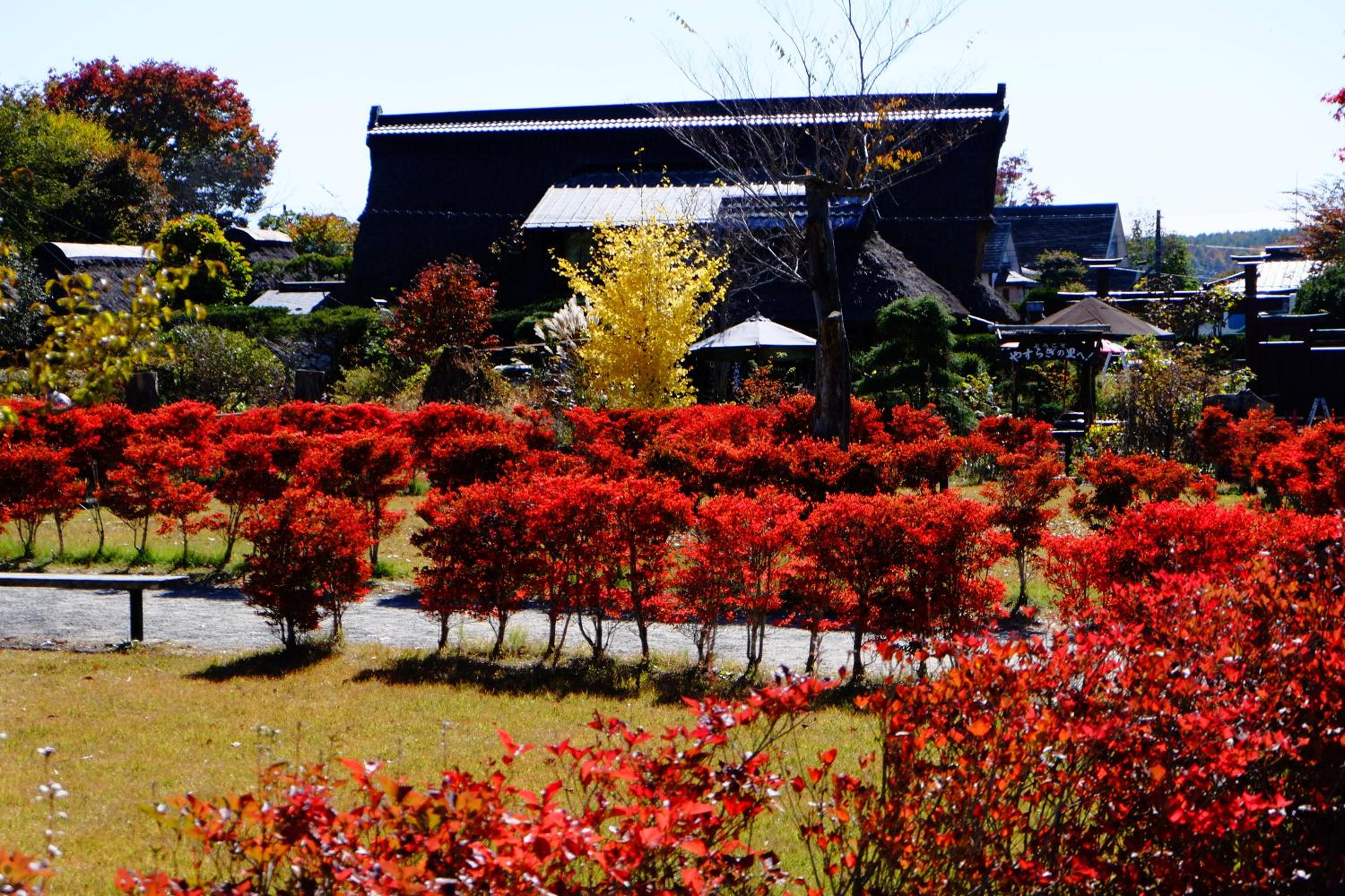 Lake Oshino