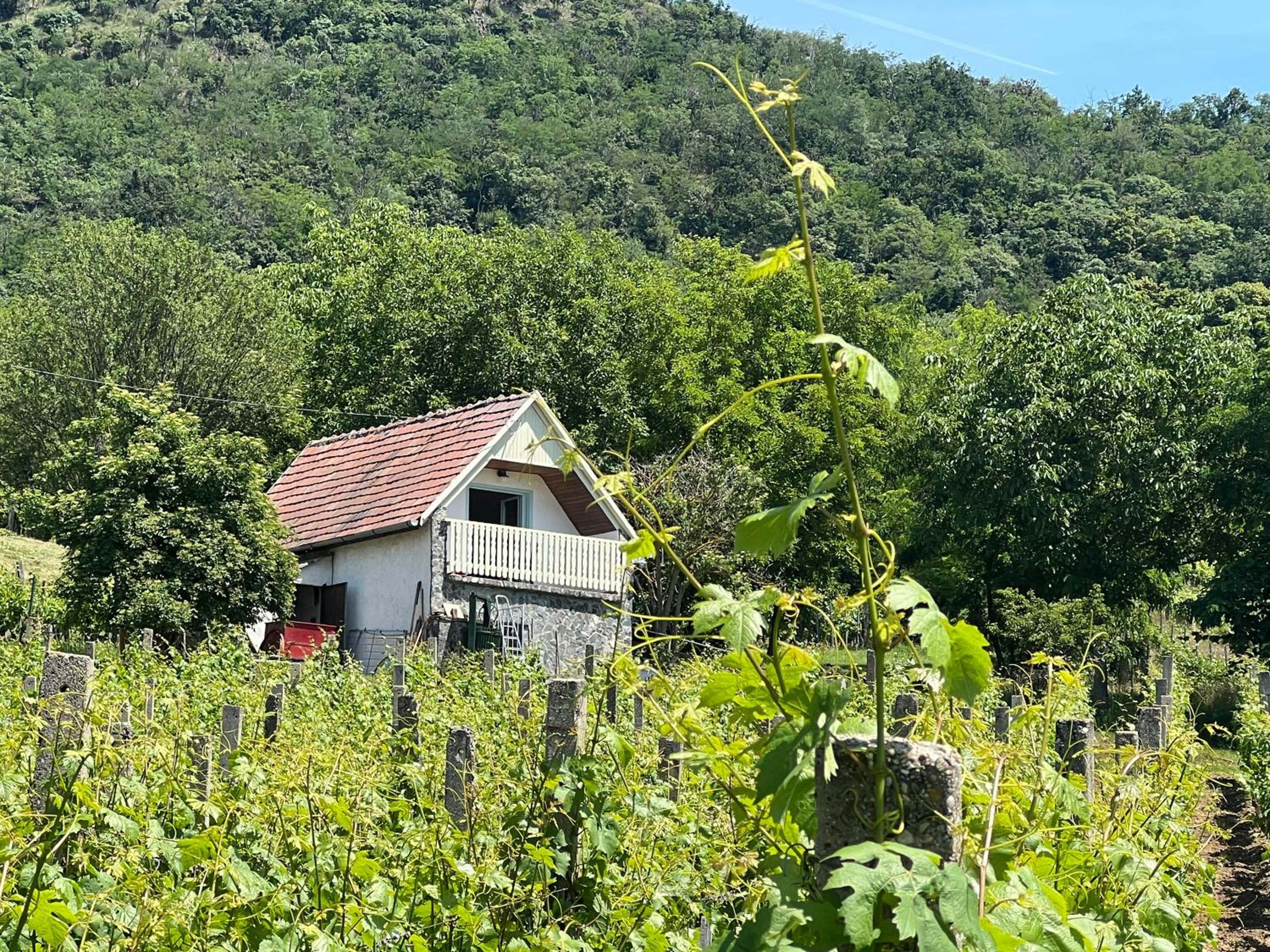 Vine Cottage view 4