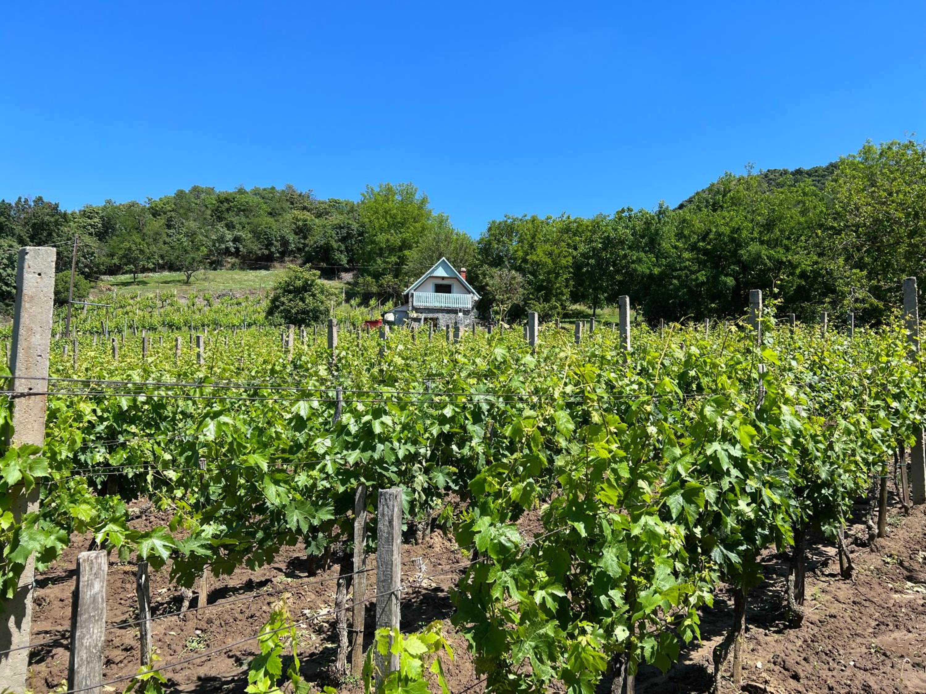 Vine Cottage view 5