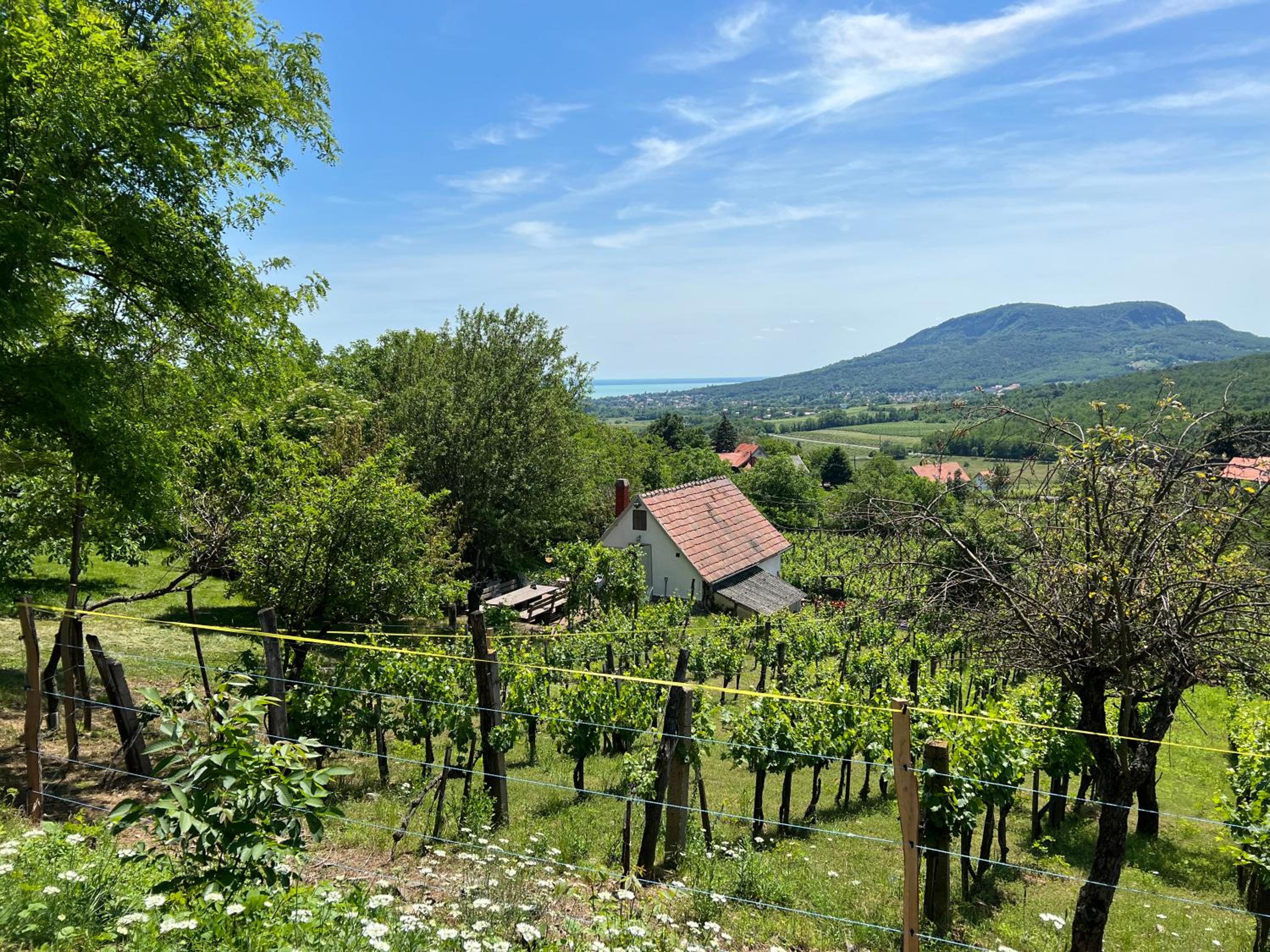 Vine Cottage view 3