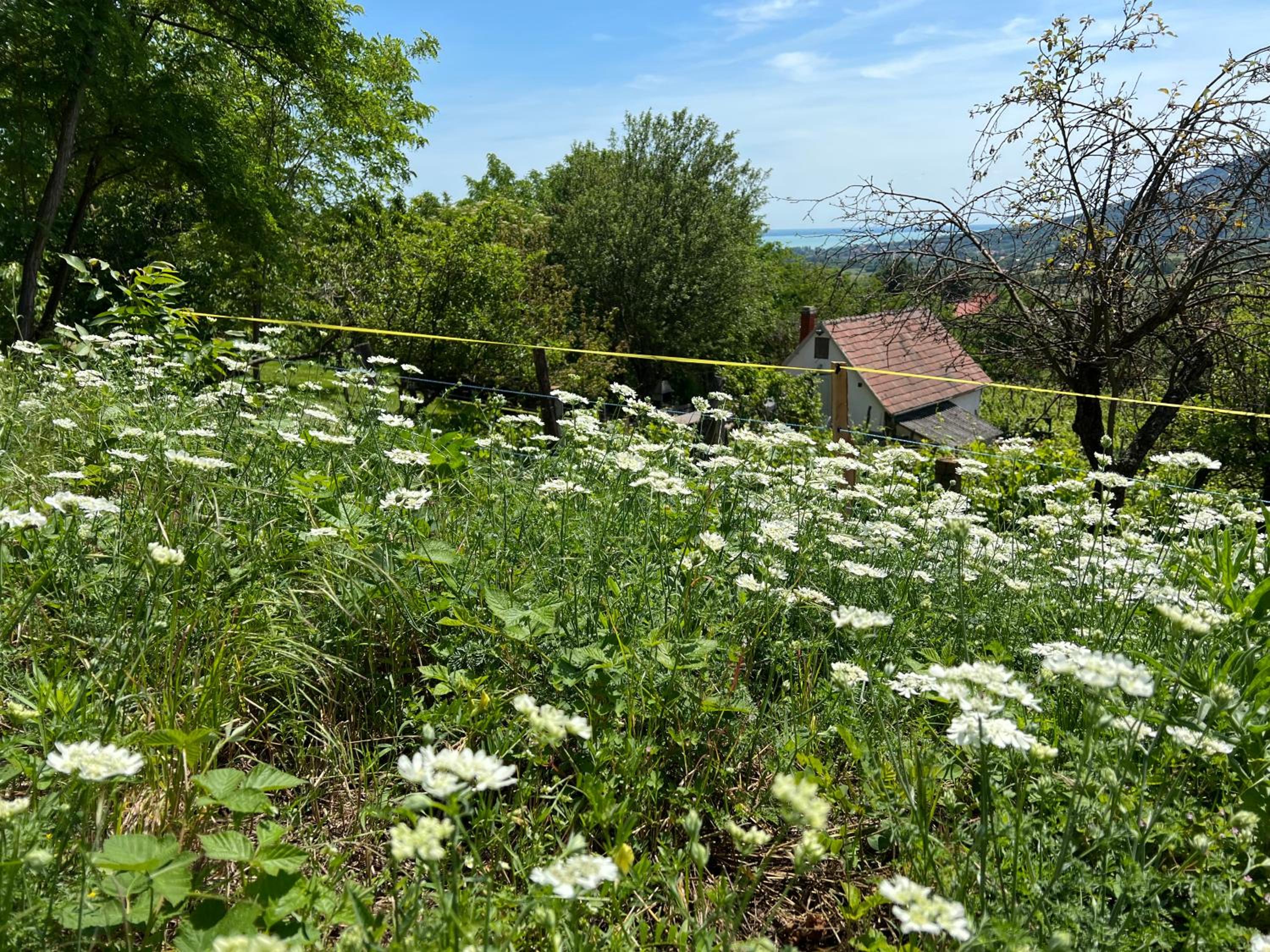 Vine Cottage view 2